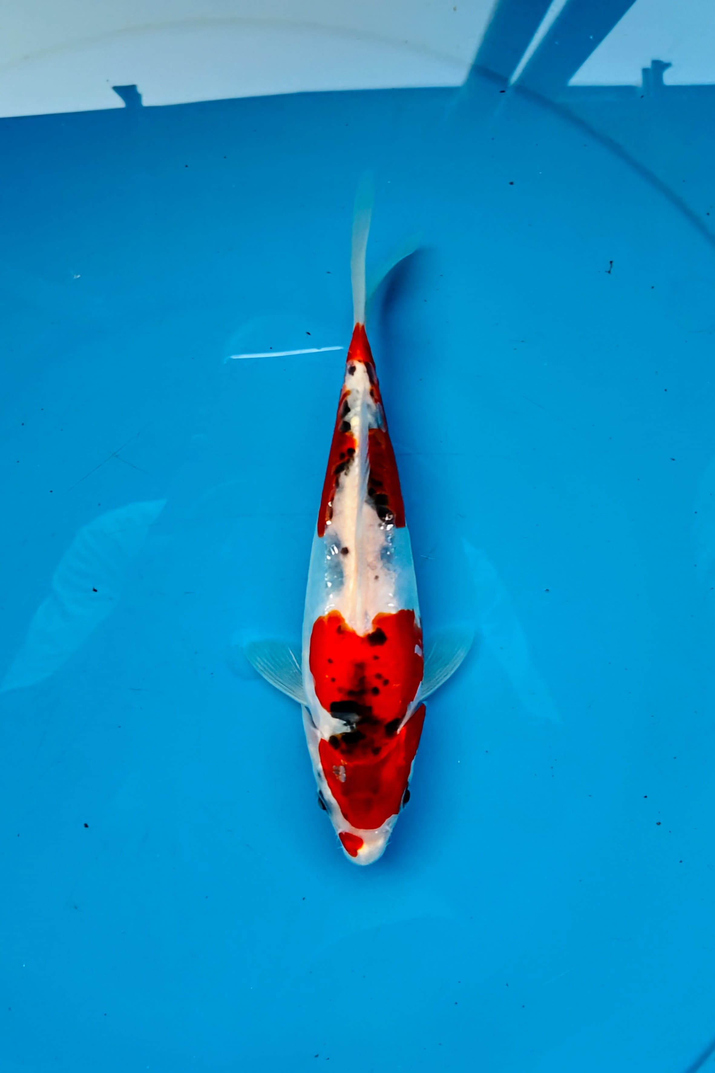 KIKO 22cm