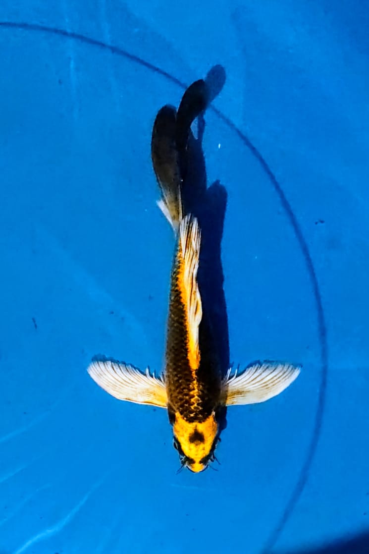 KUMPAY KABUTO 22cm