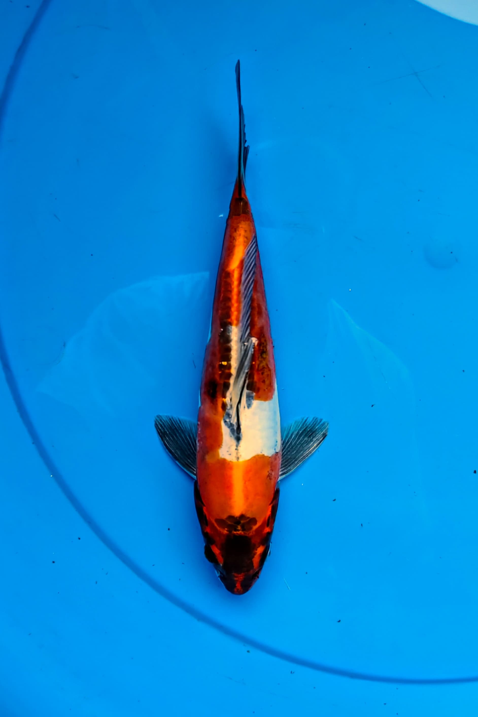 KIKO 23cm
