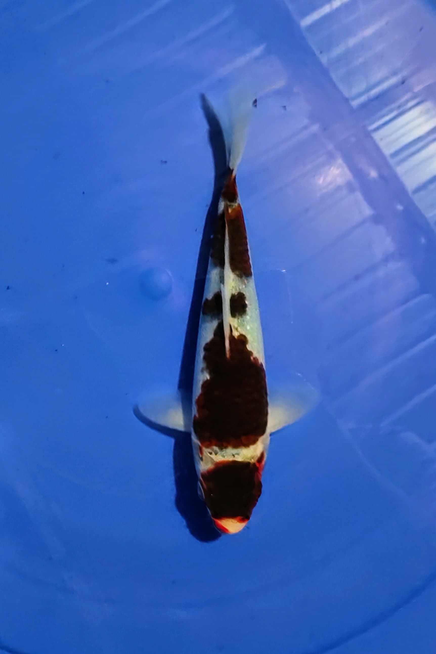 GOROMO 20cm
