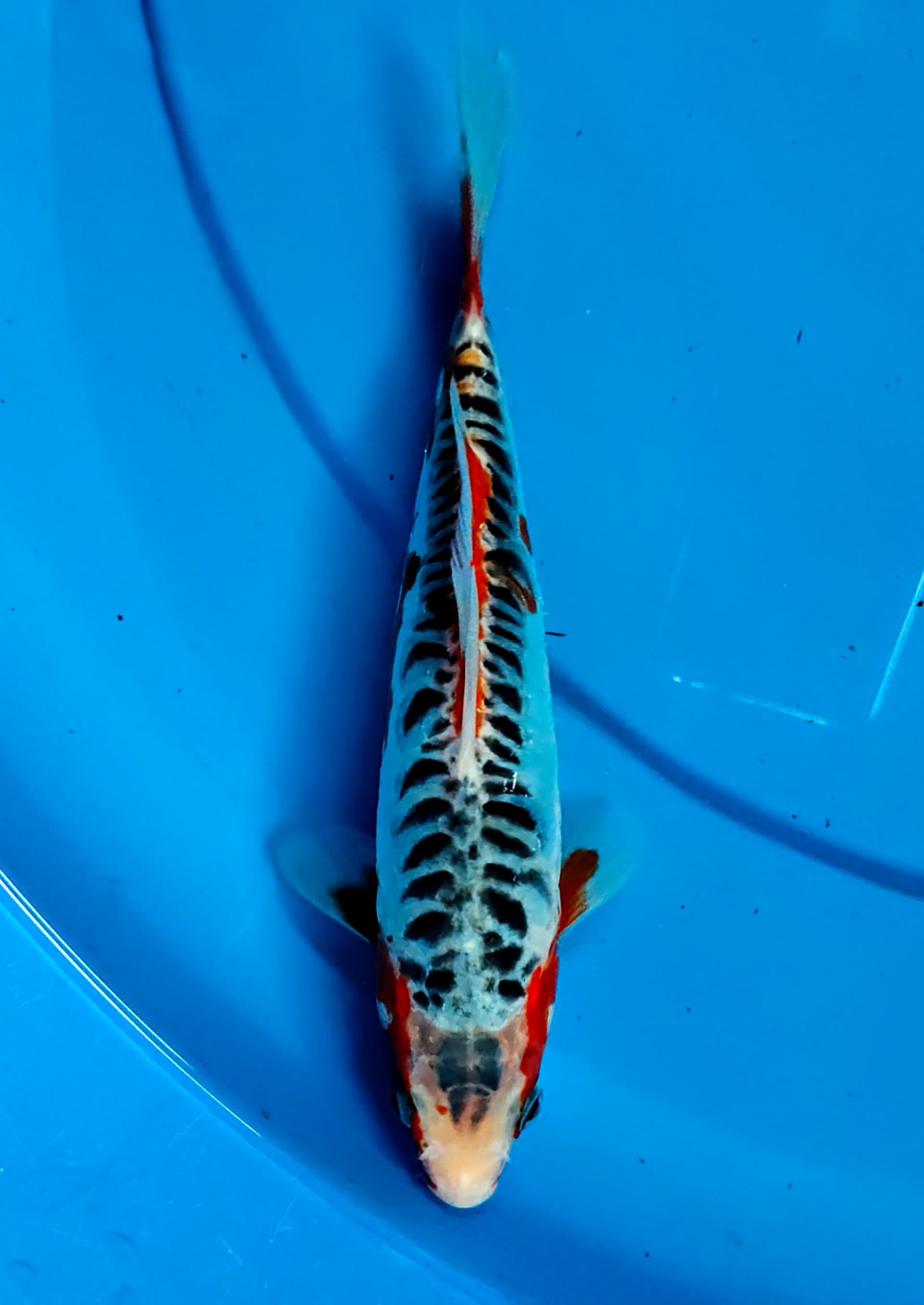 SHUSUI 19cm