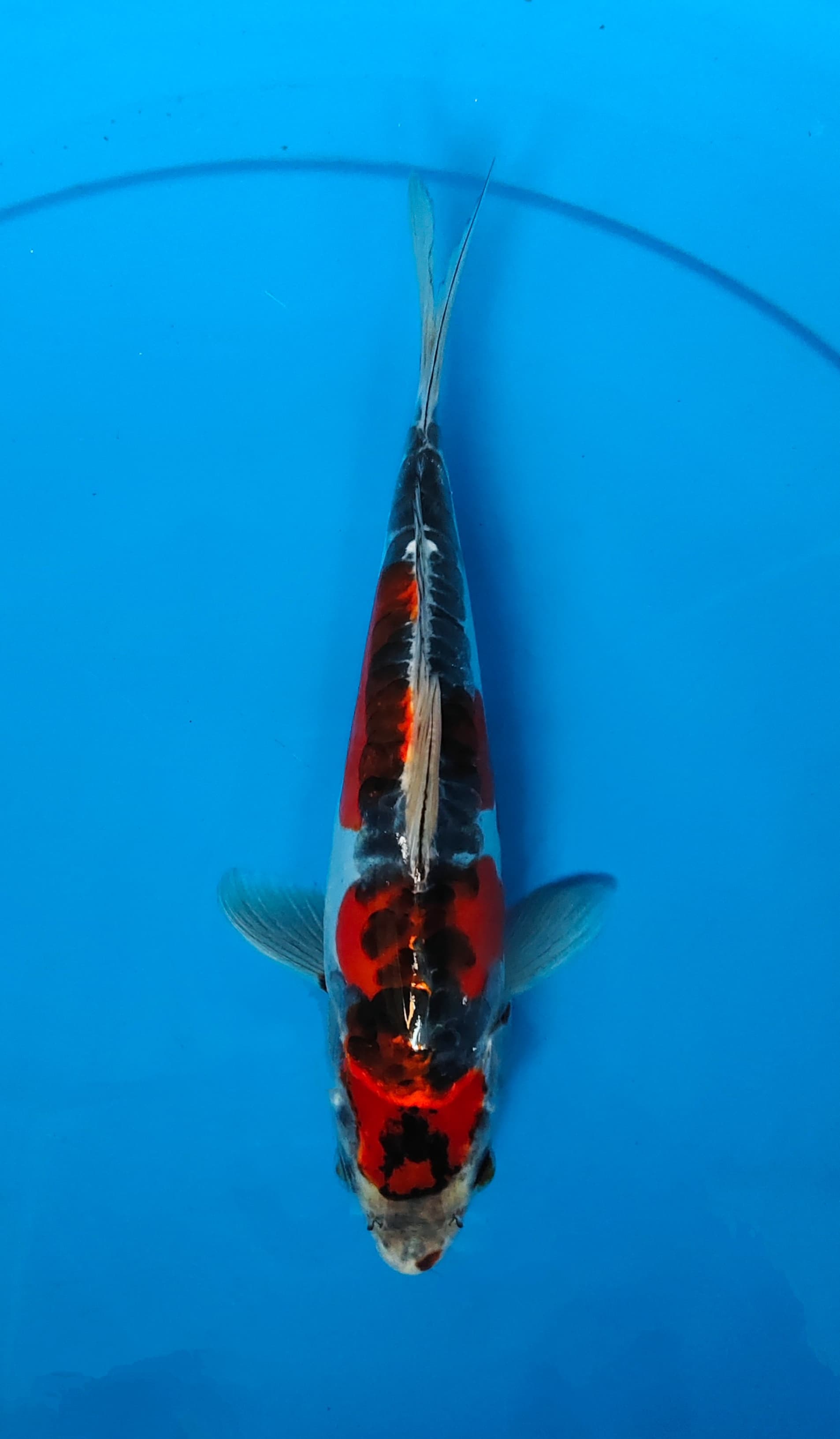 KIKO 20cm
