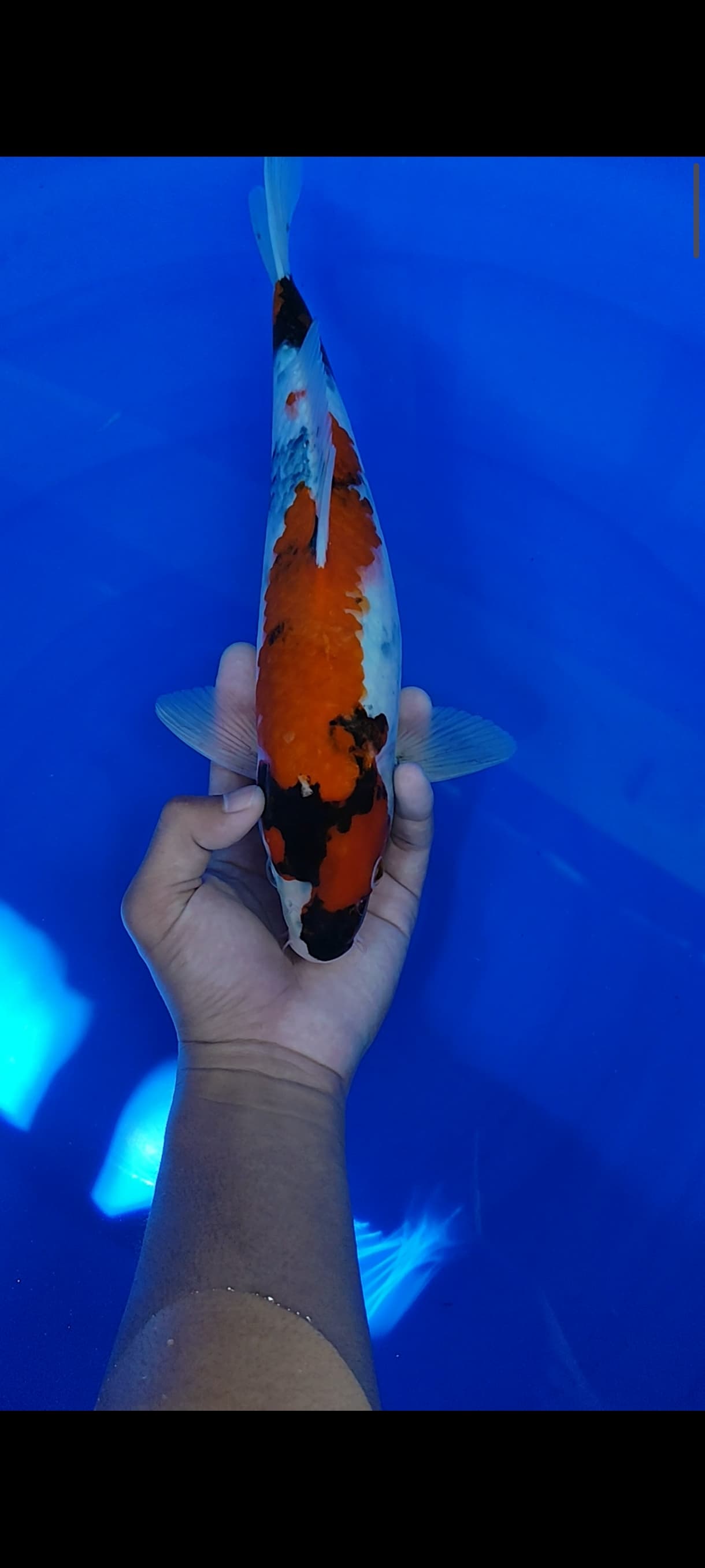 Lelang Koi Online, Jual Beli Ikan Koi, Pusat Jual Beli Koi, Info Lelang Koi Hari Ini, Platform Jual Beli Koi, Jual Beli Ikan Koi Online, Marketplace Ikan Koi, Jual Koi Terbaik, Tempat Beli Koi Berkualitas, Pasar Ikan Koi Online Terpercaya, Penjual Ikan Koi Terpercaya, Beli Koi Hias Online, Ikan Koi untuk Dijual, Koi Kualitas Terbaik, Toko Online Ikan Koi, Koi Hias Untuk Dijual, Jual Beli Ikan Koi Lokal, Koi Indonesia Online, Pusat Jual Beli Koi Terbesar