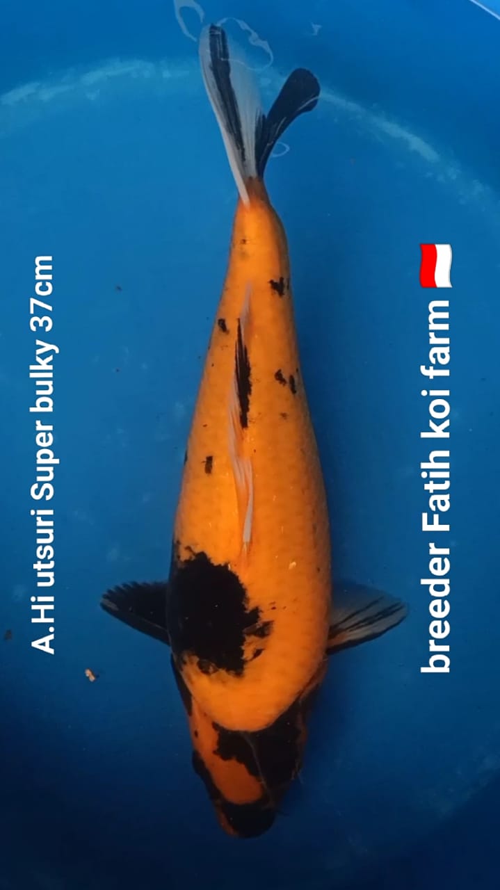 SUPERBULKY HI UTSURI F1 SHINODA GAKBULKY GAK PUNUK 100 PERSEN UANG KEMBALI 37cm