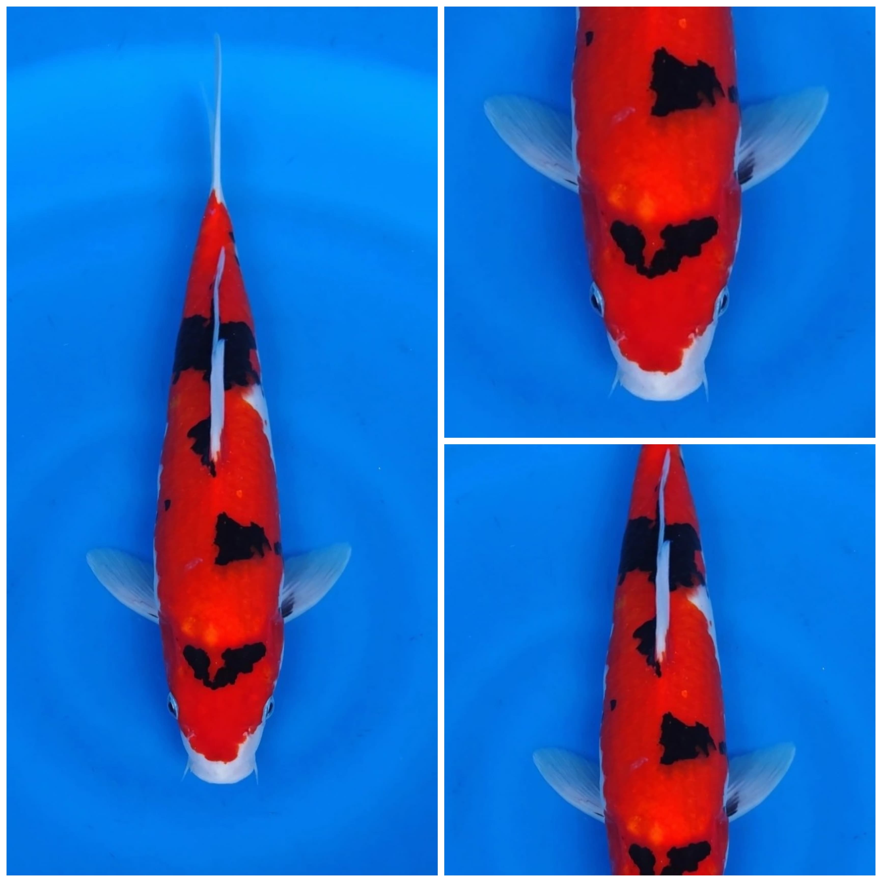 Lelang Koi Online, Jual Beli Ikan Koi, Pusat Jual Beli Koi, Info Lelang Koi Hari Ini, Platform Jual Beli Koi, Jual Beli Ikan Koi Online, Marketplace Ikan Koi, Jual Koi Terbaik, Tempat Beli Koi Berkualitas, Pasar Ikan Koi Online Terpercaya, Penjual Ikan Koi Terpercaya, Beli Koi Hias Online, Ikan Koi untuk Dijual, Koi Kualitas Terbaik, Toko Online Ikan Koi, Koi Hias Untuk Dijual, Jual Beli Ikan Koi Lokal, Koi Indonesia Online, Pusat Jual Beli Koi Terbesar