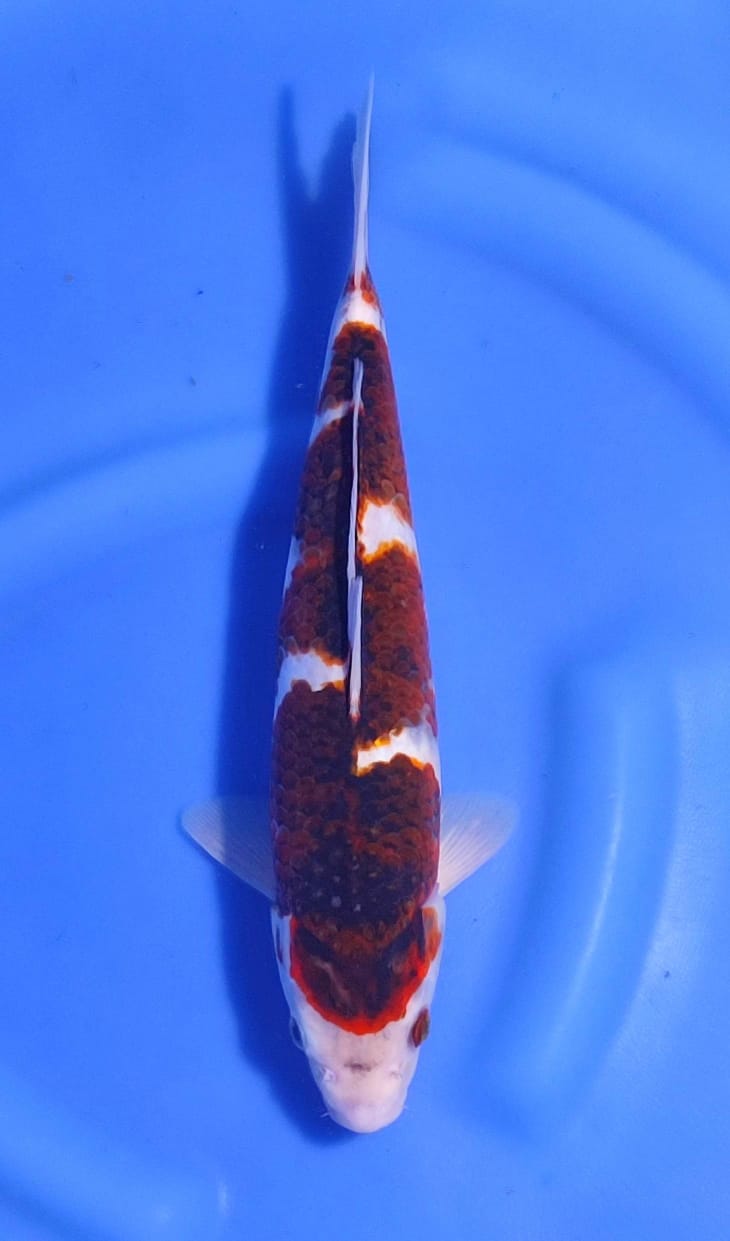 INAZUMA GOROMO 32cm