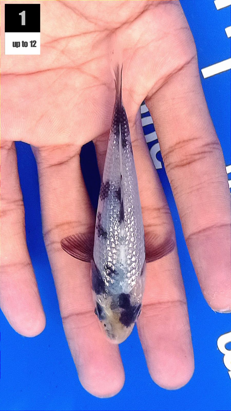 Lelang Koi Online, Jual Beli Ikan Koi, Pusat Jual Beli Koi, Info Lelang Koi Hari Ini, Platform Jual Beli Koi, Jual Beli Ikan Koi Online, Marketplace Ikan Koi, Jual Koi Terbaik, Tempat Beli Koi Berkualitas, Pasar Ikan Koi Online Terpercaya, Penjual Ikan Koi Terpercaya, Beli Koi Hias Online, Ikan Koi untuk Dijual, Koi Kualitas Terbaik, Toko Online Ikan Koi, Koi Hias Untuk Dijual, Jual Beli Ikan Koi Lokal, Koi Indonesia Online, Pusat Jual Beli Koi Terbesar