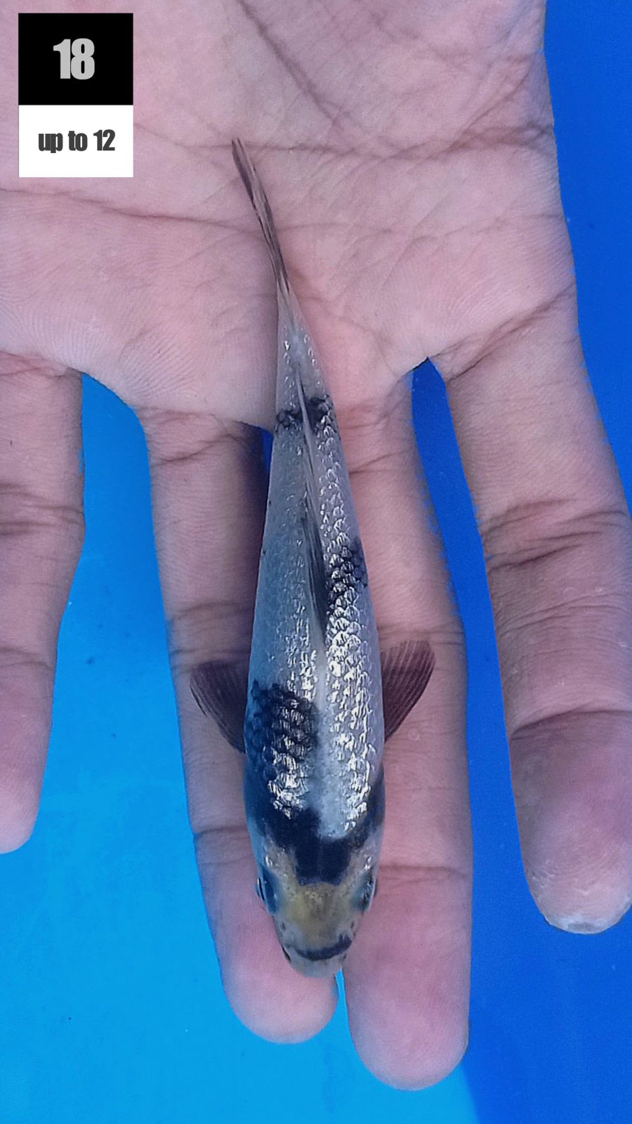 Lelang Koi Online, Jual Beli Ikan Koi, Pusat Jual Beli Koi, Info Lelang Koi Hari Ini, Platform Jual Beli Koi, Jual Beli Ikan Koi Online, Marketplace Ikan Koi, Jual Koi Terbaik, Tempat Beli Koi Berkualitas, Pasar Ikan Koi Online Terpercaya, Penjual Ikan Koi Terpercaya, Beli Koi Hias Online, Ikan Koi untuk Dijual, Koi Kualitas Terbaik, Toko Online Ikan Koi, Koi Hias Untuk Dijual, Jual Beli Ikan Koi Lokal, Koi Indonesia Online, Pusat Jual Beli Koi Terbesar