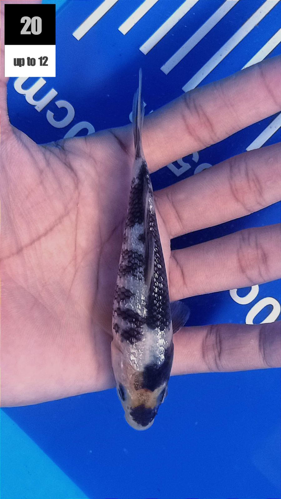 Lelang Koi Online, Jual Beli Ikan Koi, Pusat Jual Beli Koi, Info Lelang Koi Hari Ini, Platform Jual Beli Koi, Jual Beli Ikan Koi Online, Marketplace Ikan Koi, Jual Koi Terbaik, Tempat Beli Koi Berkualitas, Pasar Ikan Koi Online Terpercaya, Penjual Ikan Koi Terpercaya, Beli Koi Hias Online, Ikan Koi untuk Dijual, Koi Kualitas Terbaik, Toko Online Ikan Koi, Koi Hias Untuk Dijual, Jual Beli Ikan Koi Lokal, Koi Indonesia Online, Pusat Jual Beli Koi Terbesar