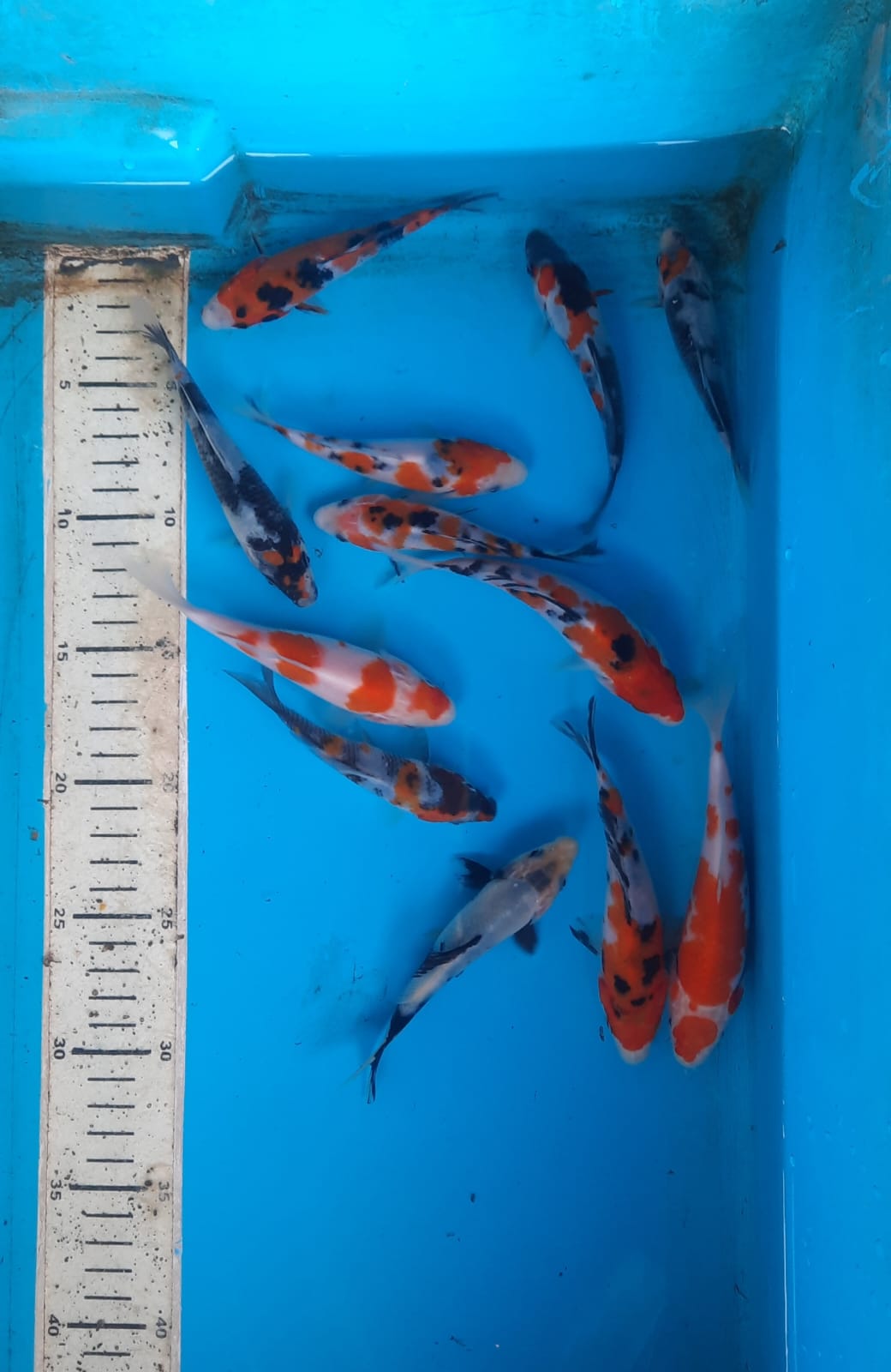 Lelang Koi Online, Jual Beli Ikan Koi, Pusat Jual Beli Koi, Info Lelang Koi Hari Ini, Platform Jual Beli Koi, Jual Beli Ikan Koi Online, Marketplace Ikan Koi, Jual Koi Terbaik, Tempat Beli Koi Berkualitas, Pasar Ikan Koi Online Terpercaya, Penjual Ikan Koi Terpercaya, Beli Koi Hias Online, Ikan Koi untuk Dijual, Koi Kualitas Terbaik, Toko Online Ikan Koi, Koi Hias Untuk Dijual, Jual Beli Ikan Koi Lokal, Koi Indonesia Online, Pusat Jual Beli Koi Terbesar
