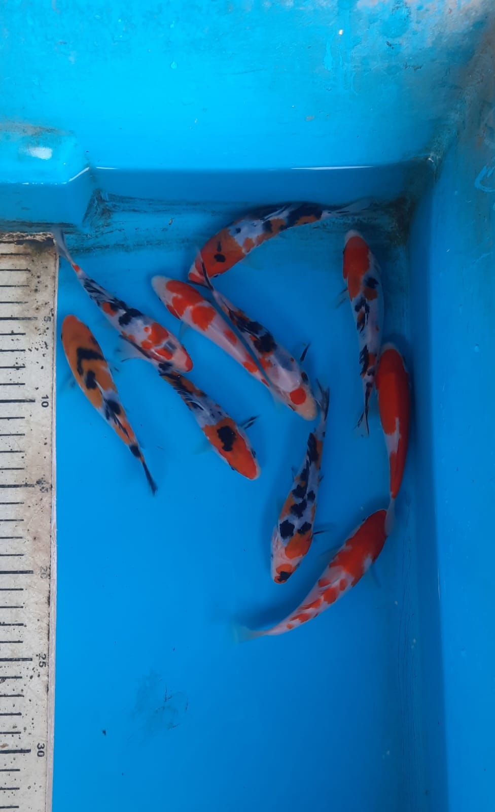 Lelang Koi Online, Jual Beli Ikan Koi, Pusat Jual Beli Koi, Info Lelang Koi Hari Ini, Platform Jual Beli Koi, Jual Beli Ikan Koi Online, Marketplace Ikan Koi, Jual Koi Terbaik, Tempat Beli Koi Berkualitas, Pasar Ikan Koi Online Terpercaya, Penjual Ikan Koi Terpercaya, Beli Koi Hias Online, Ikan Koi untuk Dijual, Koi Kualitas Terbaik, Toko Online Ikan Koi, Koi Hias Untuk Dijual, Jual Beli Ikan Koi Lokal, Koi Indonesia Online, Pusat Jual Beli Koi Terbesar