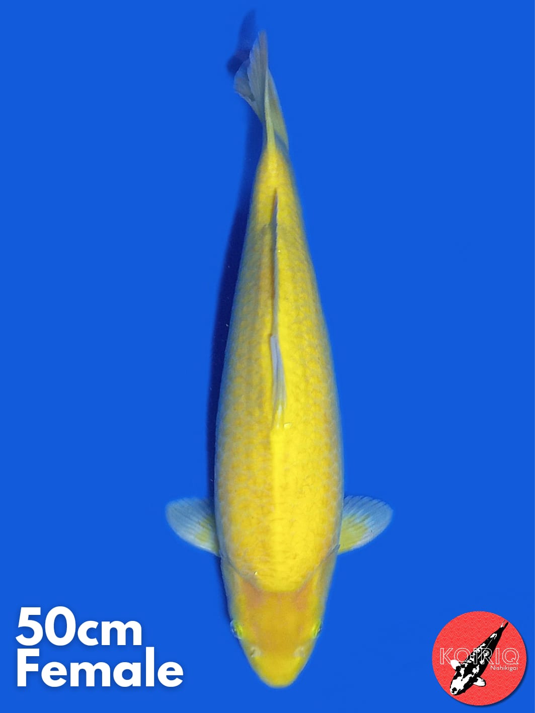 SUPERBULKY KARASI CK BREEDER CIREBON 50cm