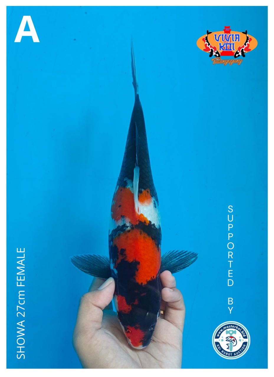 Lelang Koi Online, Jual Beli Ikan Koi, Pusat Jual Beli Koi, Info Lelang Koi Hari Ini, Platform Jual Beli Koi, Jual Beli Ikan Koi Online, Marketplace Ikan Koi, Jual Koi Terbaik, Tempat Beli Koi Berkualitas, Pasar Ikan Koi Online Terpercaya, Penjual Ikan Koi Terpercaya, Beli Koi Hias Online, Ikan Koi untuk Dijual, Koi Kualitas Terbaik, Toko Online Ikan Koi, Koi Hias Untuk Dijual, Jual Beli Ikan Koi Lokal, Koi Indonesia Online, Pusat Jual Beli Koi Terbesar