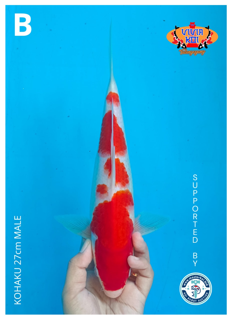 Lelang Koi Online, Jual Beli Ikan Koi, Pusat Jual Beli Koi, Info Lelang Koi Hari Ini, Platform Jual Beli Koi, Jual Beli Ikan Koi Online, Marketplace Ikan Koi, Jual Koi Terbaik, Tempat Beli Koi Berkualitas, Pasar Ikan Koi Online Terpercaya, Penjual Ikan Koi Terpercaya, Beli Koi Hias Online, Ikan Koi untuk Dijual, Koi Kualitas Terbaik, Toko Online Ikan Koi, Koi Hias Untuk Dijual, Jual Beli Ikan Koi Lokal, Koi Indonesia Online, Pusat Jual Beli Koi Terbesar