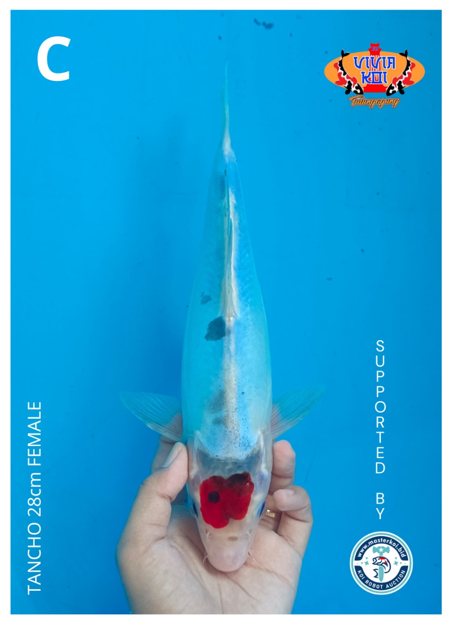 Lelang Koi Online, Jual Beli Ikan Koi, Pusat Jual Beli Koi, Info Lelang Koi Hari Ini, Platform Jual Beli Koi, Jual Beli Ikan Koi Online, Marketplace Ikan Koi, Jual Koi Terbaik, Tempat Beli Koi Berkualitas, Pasar Ikan Koi Online Terpercaya, Penjual Ikan Koi Terpercaya, Beli Koi Hias Online, Ikan Koi untuk Dijual, Koi Kualitas Terbaik, Toko Online Ikan Koi, Koi Hias Untuk Dijual, Jual Beli Ikan Koi Lokal, Koi Indonesia Online, Pusat Jual Beli Koi Terbesar