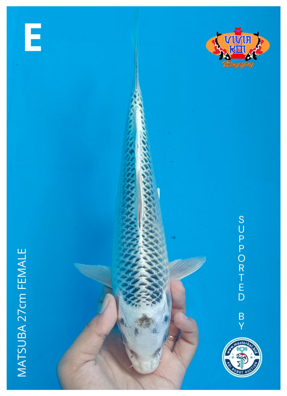 Lelang Koi Online, Jual Beli Ikan Koi, Pusat Jual Beli Koi, Info Lelang Koi Hari Ini, Platform Jual Beli Koi, Jual Beli Ikan Koi Online, Marketplace Ikan Koi, Jual Koi Terbaik, Tempat Beli Koi Berkualitas, Pasar Ikan Koi Online Terpercaya, Penjual Ikan Koi Terpercaya, Beli Koi Hias Online, Ikan Koi untuk Dijual, Koi Kualitas Terbaik, Toko Online Ikan Koi, Koi Hias Untuk Dijual, Jual Beli Ikan Koi Lokal, Koi Indonesia Online, Pusat Jual Beli Koi Terbesar
