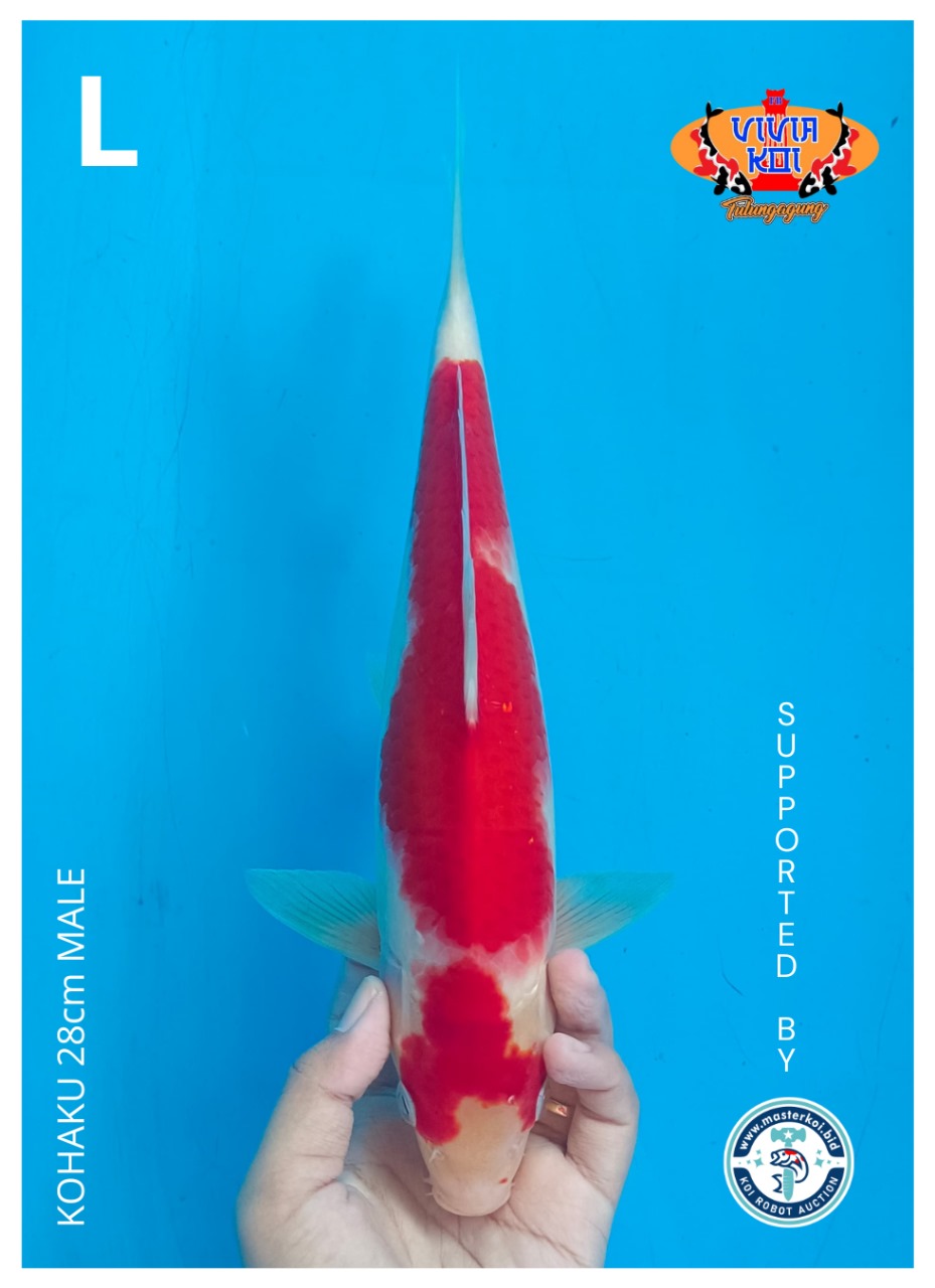 Lelang Koi Online, Jual Beli Ikan Koi, Pusat Jual Beli Koi, Info Lelang Koi Hari Ini, Platform Jual Beli Koi, Jual Beli Ikan Koi Online, Marketplace Ikan Koi, Jual Koi Terbaik, Tempat Beli Koi Berkualitas, Pasar Ikan Koi Online Terpercaya, Penjual Ikan Koi Terpercaya, Beli Koi Hias Online, Ikan Koi untuk Dijual, Koi Kualitas Terbaik, Toko Online Ikan Koi, Koi Hias Untuk Dijual, Jual Beli Ikan Koi Lokal, Koi Indonesia Online, Pusat Jual Beli Koi Terbesar