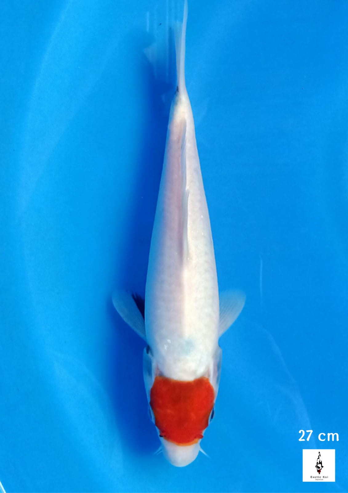 TANCHO SHOWA TATEGOI 27cm