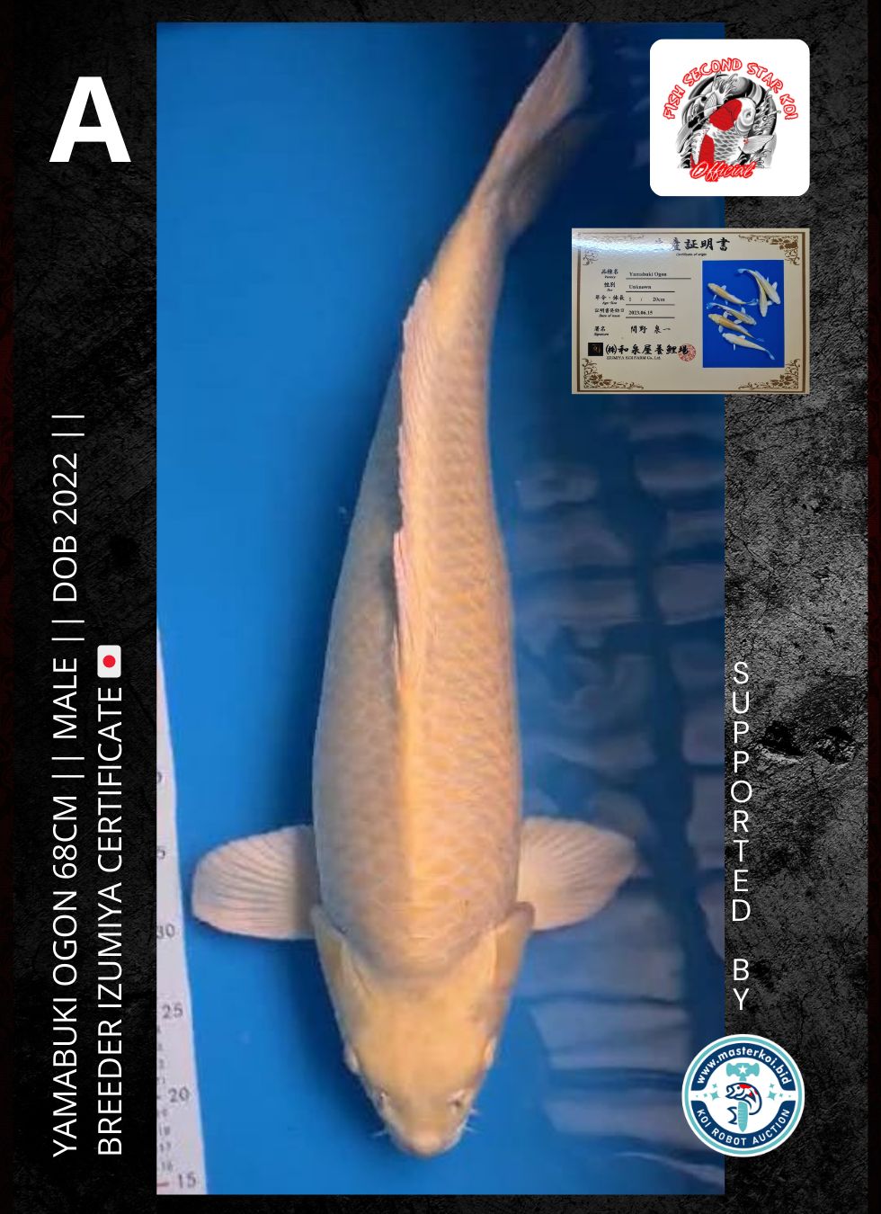 Lelang Koi Online, Jual Beli Ikan Koi, Pusat Jual Beli Koi, Info Lelang Koi Hari Ini, Platform Jual Beli Koi, Jual Beli Ikan Koi Online, Marketplace Ikan Koi, Jual Koi Terbaik, Tempat Beli Koi Berkualitas, Pasar Ikan Koi Online Terpercaya, Penjual Ikan Koi Terpercaya, Beli Koi Hias Online, Ikan Koi untuk Dijual, Koi Kualitas Terbaik, Toko Online Ikan Koi, Koi Hias Untuk Dijual, Jual Beli Ikan Koi Lokal, Koi Indonesia Online, Pusat Jual Beli Koi Terbesar