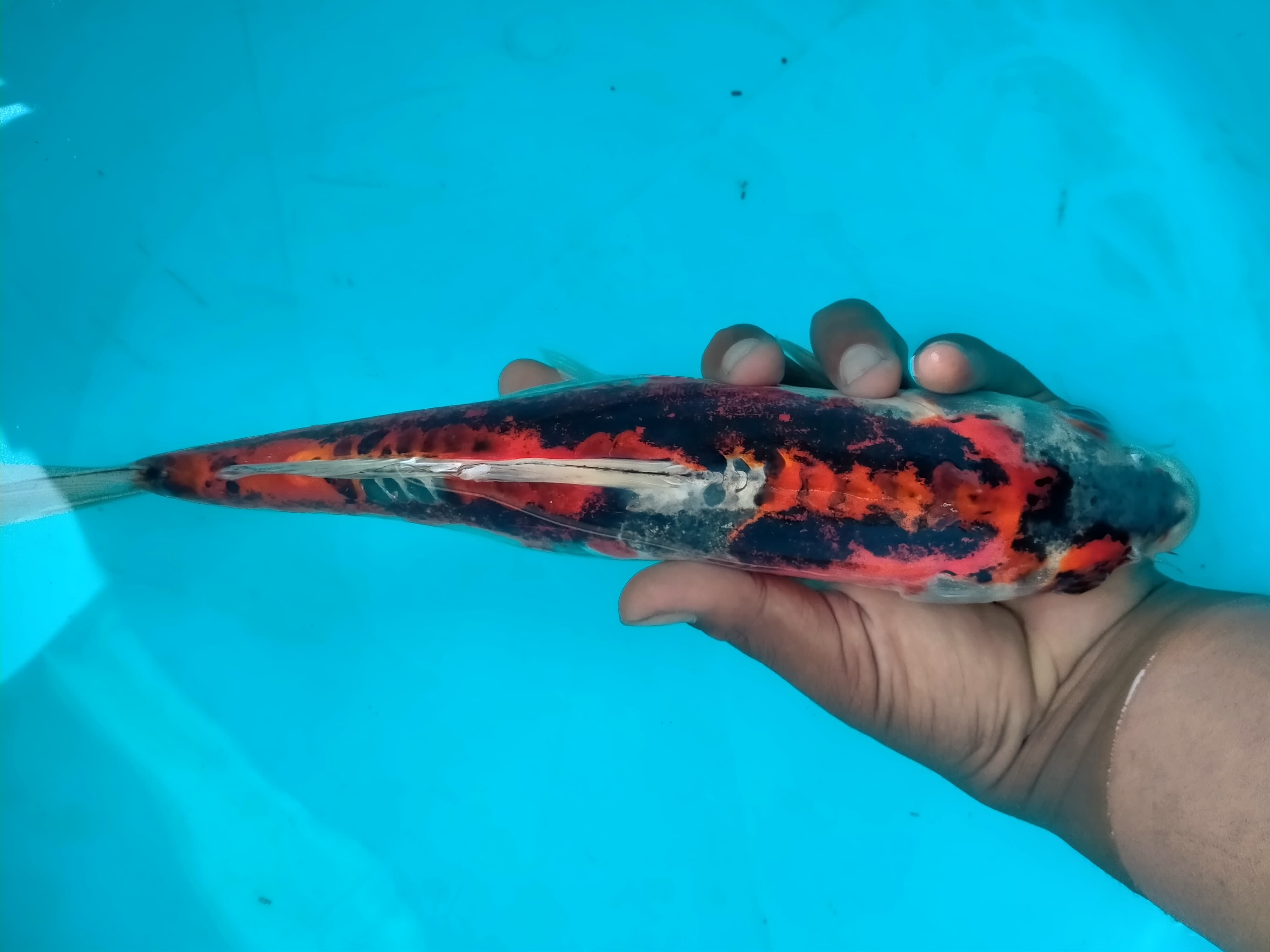 Lelang Koi Online, Jual Beli Ikan Koi, Pusat Jual Beli Koi, Info Lelang Koi Hari Ini, Platform Jual Beli Koi, Jual Beli Ikan Koi Online, Marketplace Ikan Koi, Jual Koi Terbaik, Tempat Beli Koi Berkualitas, Pasar Ikan Koi Online Terpercaya, Penjual Ikan Koi Terpercaya, Beli Koi Hias Online, Ikan Koi untuk Dijual, Koi Kualitas Terbaik, Toko Online Ikan Koi, Koi Hias Untuk Dijual, Jual Beli Ikan Koi Lokal, Koi Indonesia Online, Pusat Jual Beli Koi Terbesar