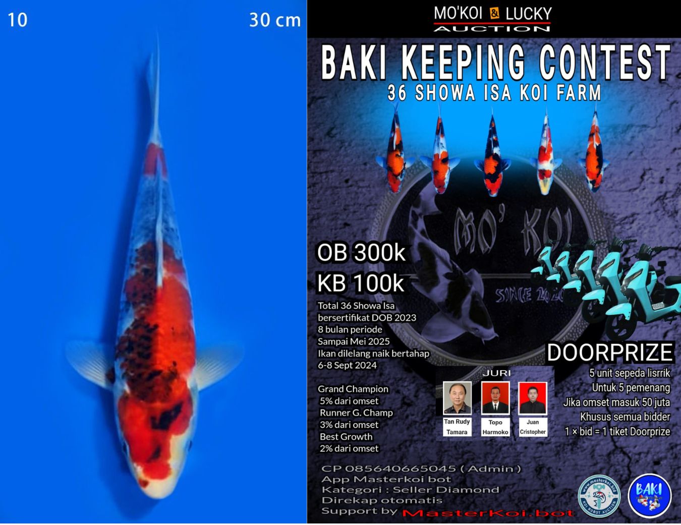 Lelang Koi Online, Jual Beli Ikan Koi, Pusat Jual Beli Koi, Info Lelang Koi Hari Ini, Platform Jual Beli Koi, Jual Beli Ikan Koi Online, Marketplace Ikan Koi, Jual Koi Terbaik, Tempat Beli Koi Berkualitas, Pasar Ikan Koi Online Terpercaya, Penjual Ikan Koi Terpercaya, Beli Koi Hias Online, Ikan Koi untuk Dijual, Koi Kualitas Terbaik, Toko Online Ikan Koi, Koi Hias Untuk Dijual, Jual Beli Ikan Koi Lokal, Koi Indonesia Online, Pusat Jual Beli Koi Terbesar