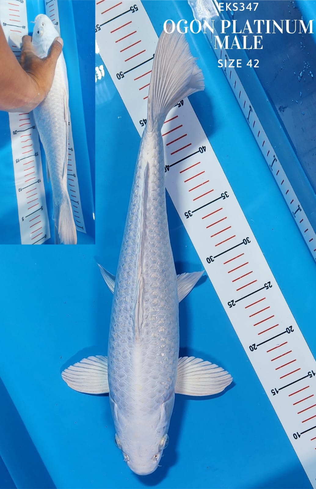 Lelang Koi Online, Jual Beli Ikan Koi, Pusat Jual Beli Koi, Info Lelang Koi Hari Ini, Platform Jual Beli Koi, Jual Beli Ikan Koi Online, Marketplace Ikan Koi, Jual Koi Terbaik, Tempat Beli Koi Berkualitas, Pasar Ikan Koi Online Terpercaya, Penjual Ikan Koi Terpercaya, Beli Koi Hias Online, Ikan Koi untuk Dijual, Koi Kualitas Terbaik, Toko Online Ikan Koi, Koi Hias Untuk Dijual, Jual Beli Ikan Koi Lokal, Koi Indonesia Online, Pusat Jual Beli Koi Terbesar