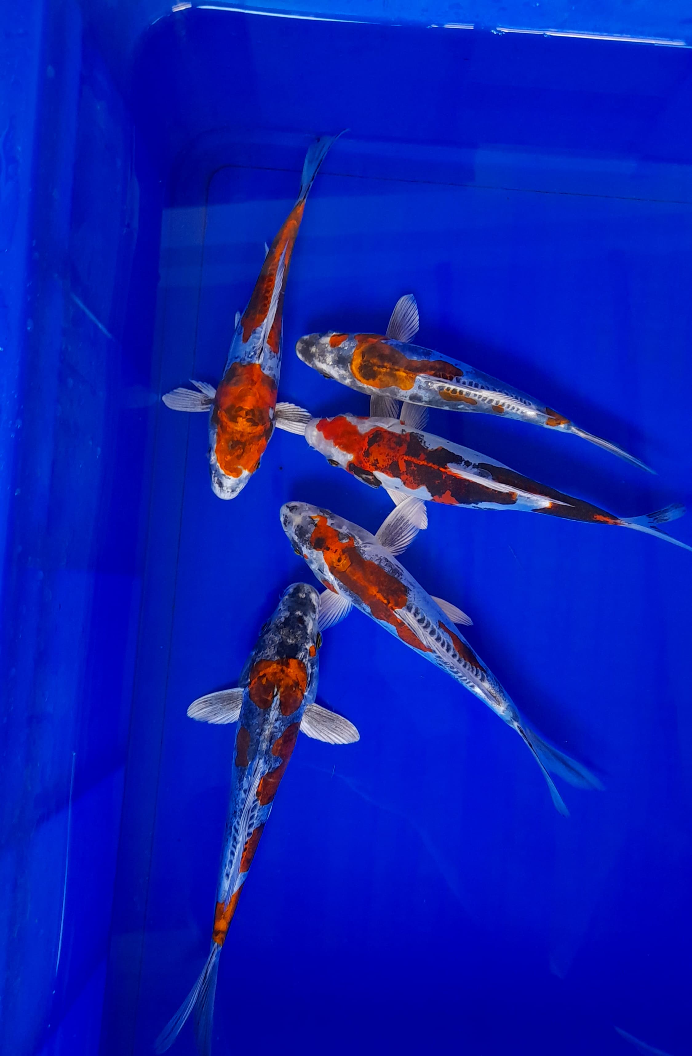 Lelang Koi Online, Jual Beli Ikan Koi, Pusat Jual Beli Koi, Info Lelang Koi Hari Ini, Platform Jual Beli Koi, Jual Beli Ikan Koi Online, Marketplace Ikan Koi, Jual Koi Terbaik, Tempat Beli Koi Berkualitas, Pasar Ikan Koi Online Terpercaya, Penjual Ikan Koi Terpercaya, Beli Koi Hias Online, Ikan Koi untuk Dijual, Koi Kualitas Terbaik, Toko Online Ikan Koi, Koi Hias Untuk Dijual, Jual Beli Ikan Koi Lokal, Koi Indonesia Online, Pusat Jual Beli Koi Terbesar