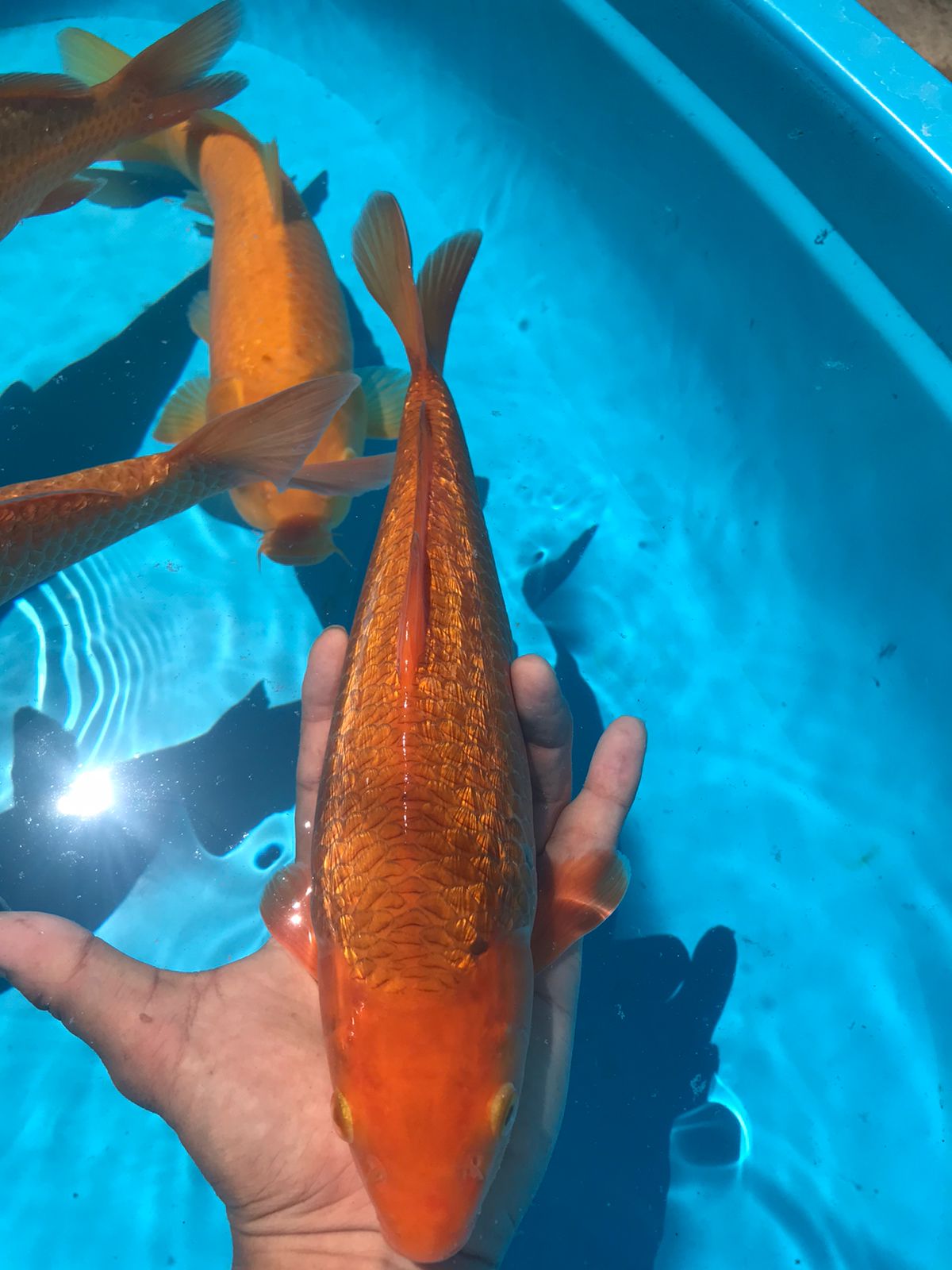 Lelang Koi Online, Jual Beli Ikan Koi, Pusat Jual Beli Koi, Info Lelang Koi Hari Ini, Platform Jual Beli Koi, Jual Beli Ikan Koi Online, Marketplace Ikan Koi, Jual Koi Terbaik, Tempat Beli Koi Berkualitas, Pasar Ikan Koi Online Terpercaya, Penjual Ikan Koi Terpercaya, Beli Koi Hias Online, Ikan Koi untuk Dijual, Koi Kualitas Terbaik, Toko Online Ikan Koi, Koi Hias Untuk Dijual, Jual Beli Ikan Koi Lokal, Koi Indonesia Online, Pusat Jual Beli Koi Terbesar