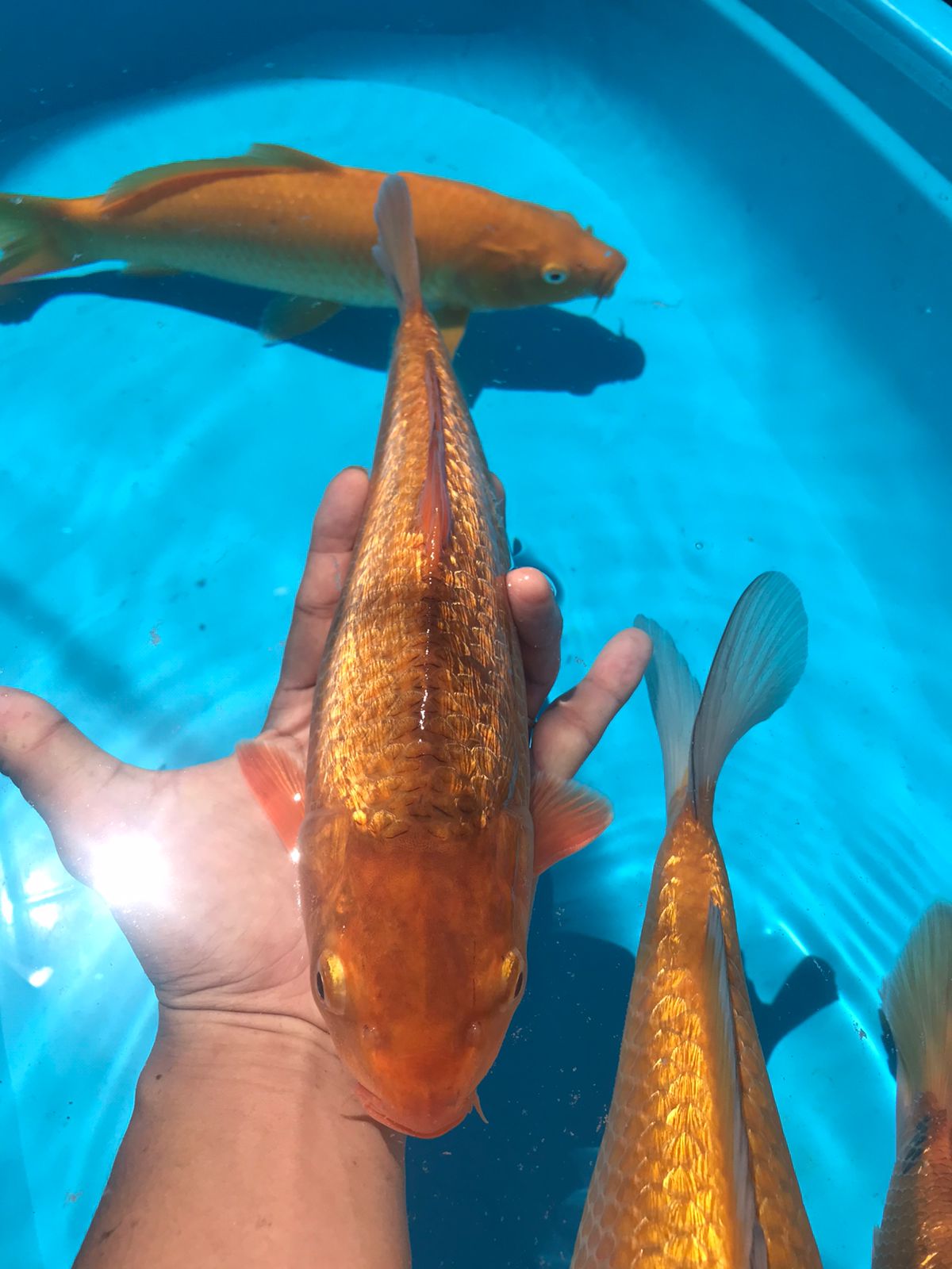 Lelang Koi Online, Jual Beli Ikan Koi, Pusat Jual Beli Koi, Info Lelang Koi Hari Ini, Platform Jual Beli Koi, Jual Beli Ikan Koi Online, Marketplace Ikan Koi, Jual Koi Terbaik, Tempat Beli Koi Berkualitas, Pasar Ikan Koi Online Terpercaya, Penjual Ikan Koi Terpercaya, Beli Koi Hias Online, Ikan Koi untuk Dijual, Koi Kualitas Terbaik, Toko Online Ikan Koi, Koi Hias Untuk Dijual, Jual Beli Ikan Koi Lokal, Koi Indonesia Online, Pusat Jual Beli Koi Terbesar