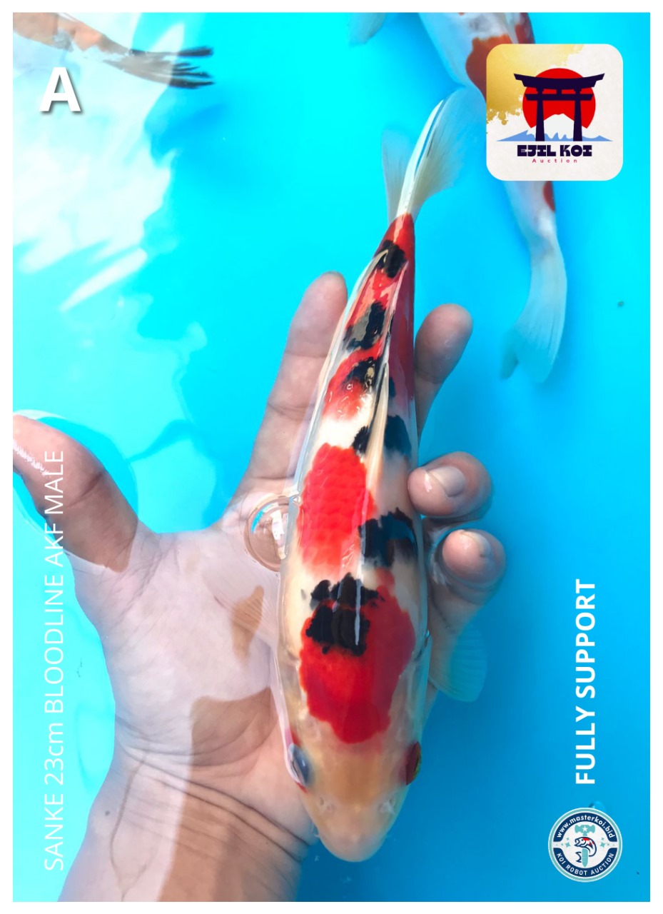 Lelang Koi Online, Jual Beli Ikan Koi, Pusat Jual Beli Koi, Info Lelang Koi Hari Ini, Platform Jual Beli Koi, Jual Beli Ikan Koi Online, Marketplace Ikan Koi, Jual Koi Terbaik, Tempat Beli Koi Berkualitas, Pasar Ikan Koi Online Terpercaya, Penjual Ikan Koi Terpercaya, Beli Koi Hias Online, Ikan Koi untuk Dijual, Koi Kualitas Terbaik, Toko Online Ikan Koi, Koi Hias Untuk Dijual, Jual Beli Ikan Koi Lokal, Koi Indonesia Online, Pusat Jual Beli Koi Terbesar