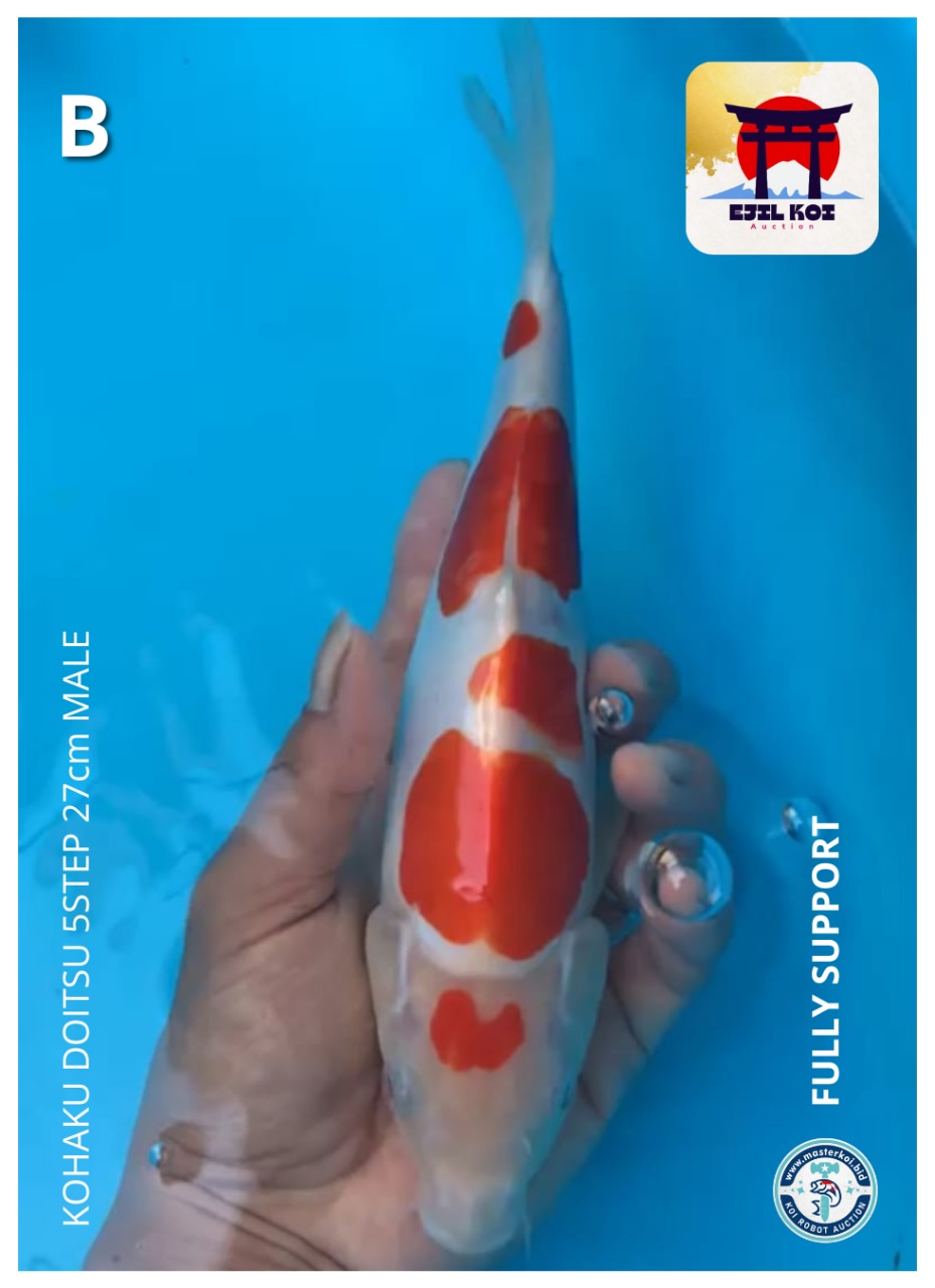 Lelang Koi Online, Jual Beli Ikan Koi, Pusat Jual Beli Koi, Info Lelang Koi Hari Ini, Platform Jual Beli Koi, Jual Beli Ikan Koi Online, Marketplace Ikan Koi, Jual Koi Terbaik, Tempat Beli Koi Berkualitas, Pasar Ikan Koi Online Terpercaya, Penjual Ikan Koi Terpercaya, Beli Koi Hias Online, Ikan Koi untuk Dijual, Koi Kualitas Terbaik, Toko Online Ikan Koi, Koi Hias Untuk Dijual, Jual Beli Ikan Koi Lokal, Koi Indonesia Online, Pusat Jual Beli Koi Terbesar