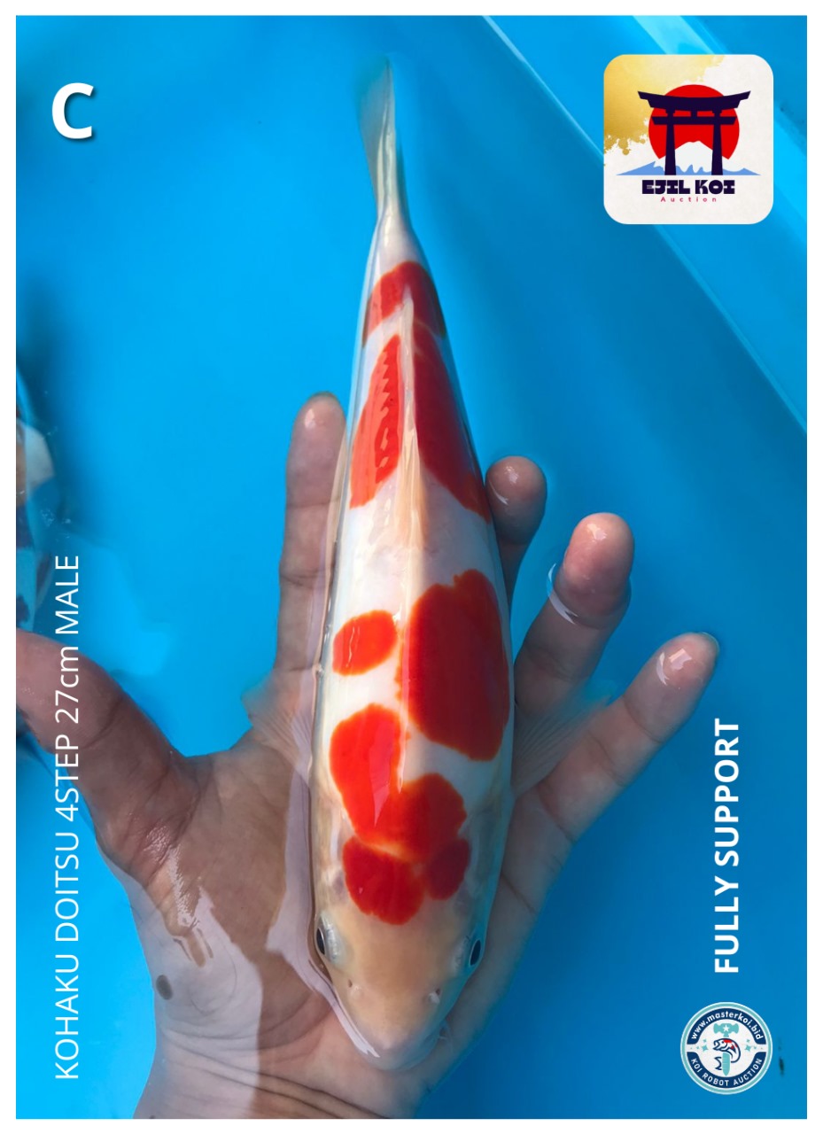 Lelang Koi Online, Jual Beli Ikan Koi, Pusat Jual Beli Koi, Info Lelang Koi Hari Ini, Platform Jual Beli Koi, Jual Beli Ikan Koi Online, Marketplace Ikan Koi, Jual Koi Terbaik, Tempat Beli Koi Berkualitas, Pasar Ikan Koi Online Terpercaya, Penjual Ikan Koi Terpercaya, Beli Koi Hias Online, Ikan Koi untuk Dijual, Koi Kualitas Terbaik, Toko Online Ikan Koi, Koi Hias Untuk Dijual, Jual Beli Ikan Koi Lokal, Koi Indonesia Online, Pusat Jual Beli Koi Terbesar