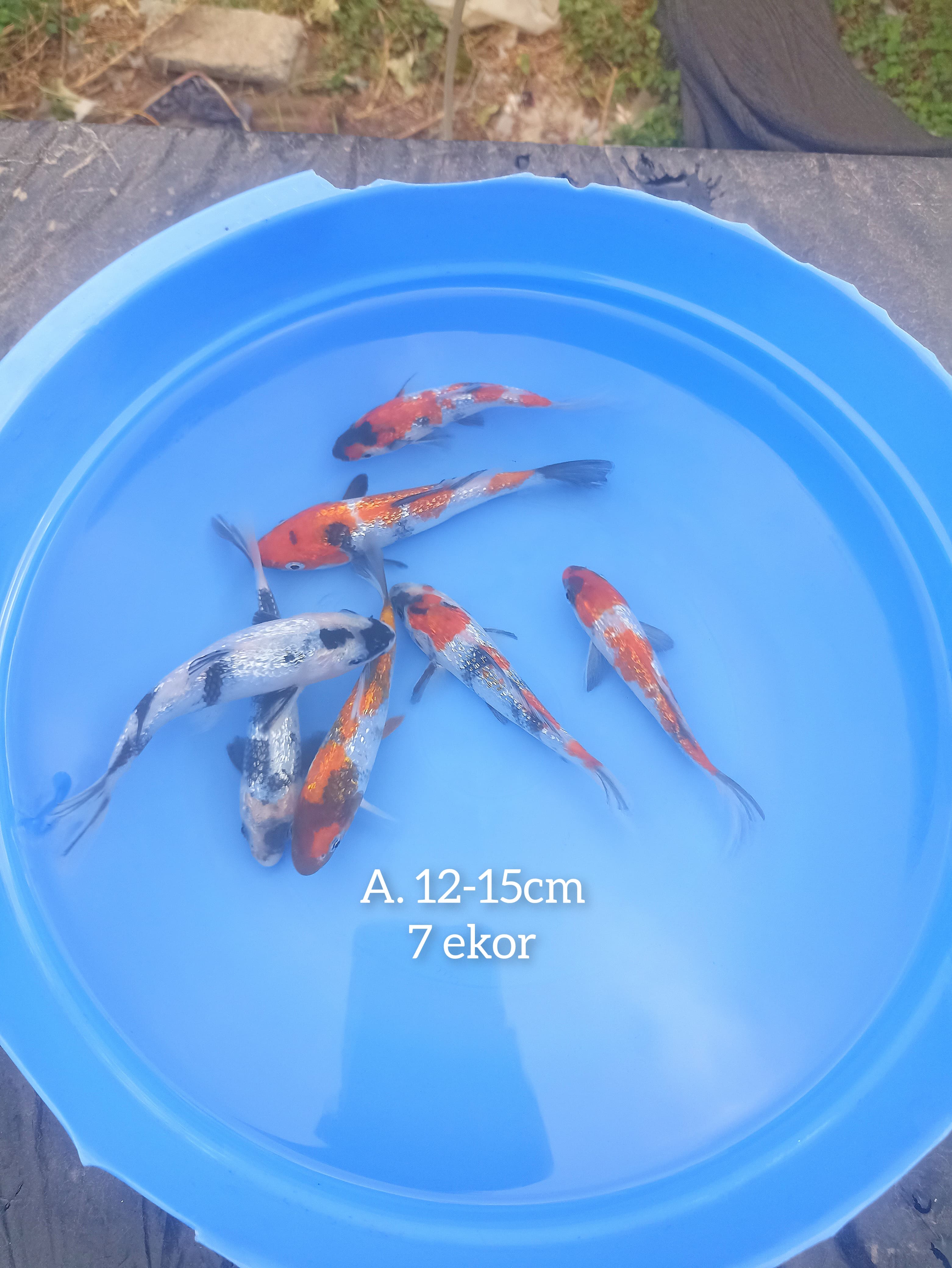 Lelang Koi Online, Jual Beli Ikan Koi, Pusat Jual Beli Koi, Info Lelang Koi Hari Ini, Platform Jual Beli Koi, Jual Beli Ikan Koi Online, Marketplace Ikan Koi, Jual Koi Terbaik, Tempat Beli Koi Berkualitas, Pasar Ikan Koi Online Terpercaya, Penjual Ikan Koi Terpercaya, Beli Koi Hias Online, Ikan Koi untuk Dijual, Koi Kualitas Terbaik, Toko Online Ikan Koi, Koi Hias Untuk Dijual, Jual Beli Ikan Koi Lokal, Koi Indonesia Online, Pusat Jual Beli Koi Terbesar