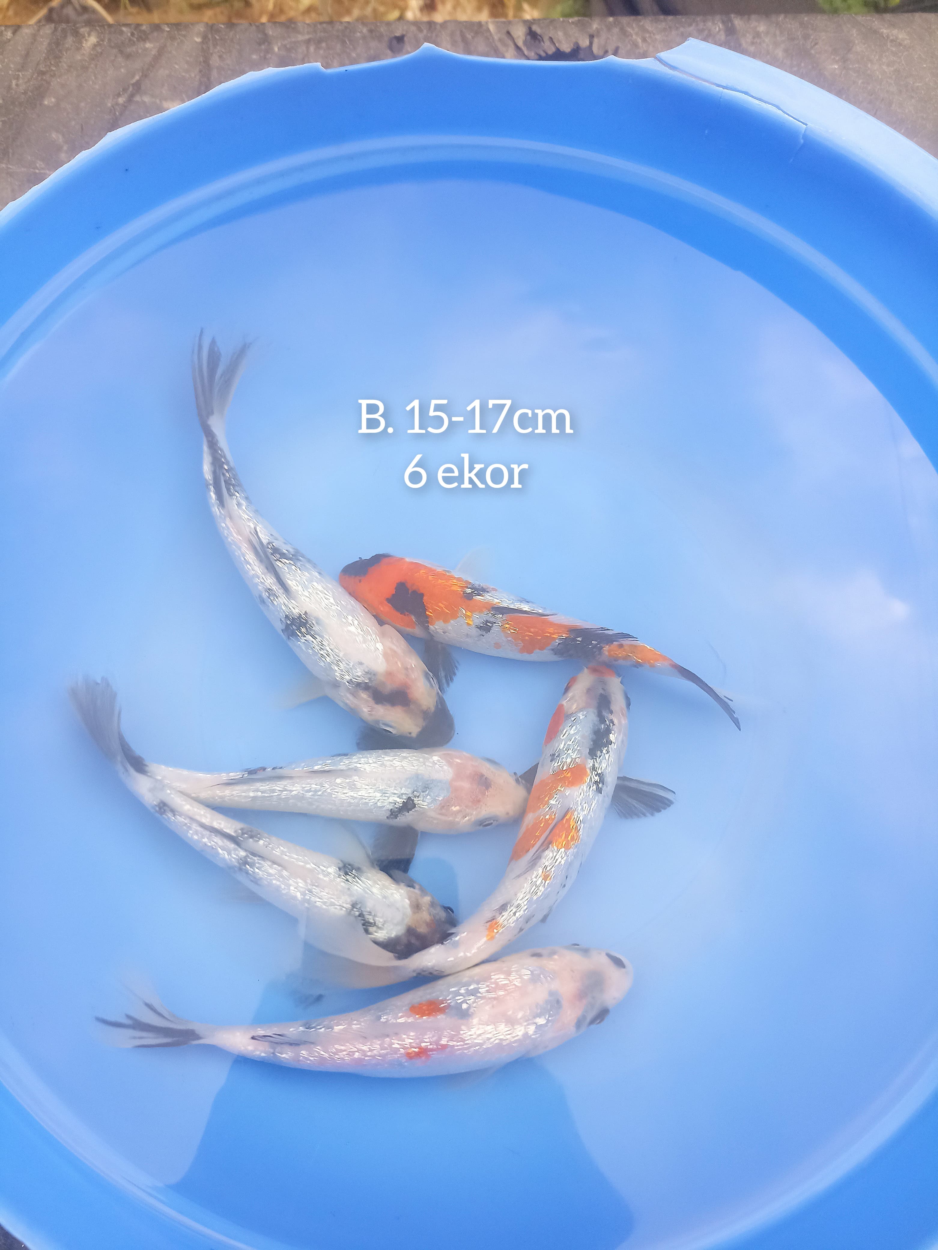 Lelang Koi Online, Jual Beli Ikan Koi, Pusat Jual Beli Koi, Info Lelang Koi Hari Ini, Platform Jual Beli Koi, Jual Beli Ikan Koi Online, Marketplace Ikan Koi, Jual Koi Terbaik, Tempat Beli Koi Berkualitas, Pasar Ikan Koi Online Terpercaya, Penjual Ikan Koi Terpercaya, Beli Koi Hias Online, Ikan Koi untuk Dijual, Koi Kualitas Terbaik, Toko Online Ikan Koi, Koi Hias Untuk Dijual, Jual Beli Ikan Koi Lokal, Koi Indonesia Online, Pusat Jual Beli Koi Terbesar