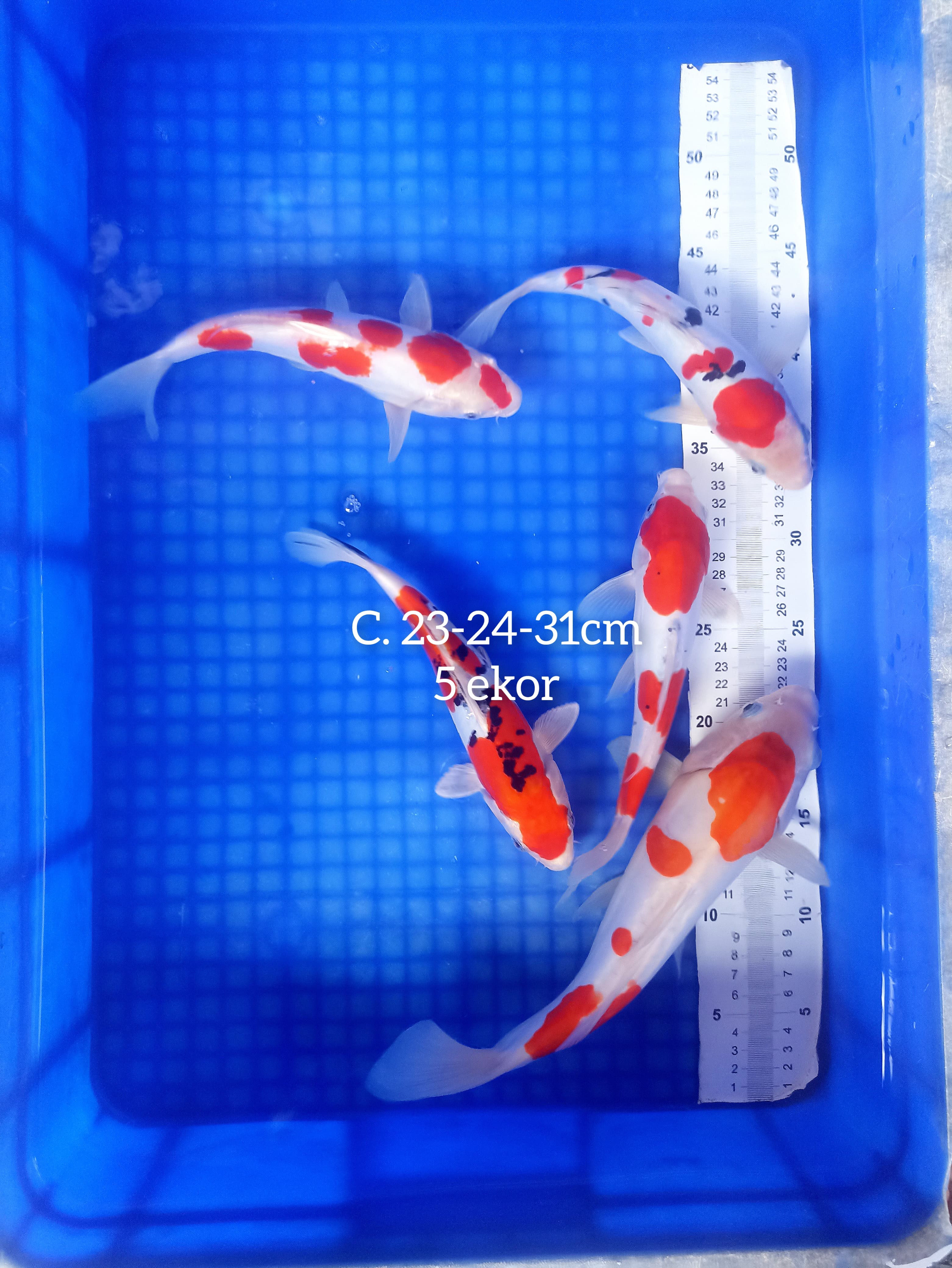 Lelang Koi Online, Jual Beli Ikan Koi, Pusat Jual Beli Koi, Info Lelang Koi Hari Ini, Platform Jual Beli Koi, Jual Beli Ikan Koi Online, Marketplace Ikan Koi, Jual Koi Terbaik, Tempat Beli Koi Berkualitas, Pasar Ikan Koi Online Terpercaya, Penjual Ikan Koi Terpercaya, Beli Koi Hias Online, Ikan Koi untuk Dijual, Koi Kualitas Terbaik, Toko Online Ikan Koi, Koi Hias Untuk Dijual, Jual Beli Ikan Koi Lokal, Koi Indonesia Online, Pusat Jual Beli Koi Terbesar