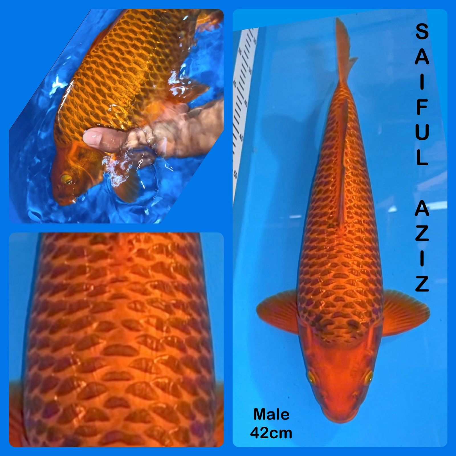 Lelang Koi Online, Jual Beli Ikan Koi, Pusat Jual Beli Koi, Info Lelang Koi Hari Ini, Platform Jual Beli Koi, Jual Beli Ikan Koi Online, Marketplace Ikan Koi, Jual Koi Terbaik, Tempat Beli Koi Berkualitas, Pasar Ikan Koi Online Terpercaya, Penjual Ikan Koi Terpercaya, Beli Koi Hias Online, Ikan Koi untuk Dijual, Koi Kualitas Terbaik, Toko Online Ikan Koi, Koi Hias Untuk Dijual, Jual Beli Ikan Koi Lokal, Koi Indonesia Online, Pusat Jual Beli Koi Terbesar