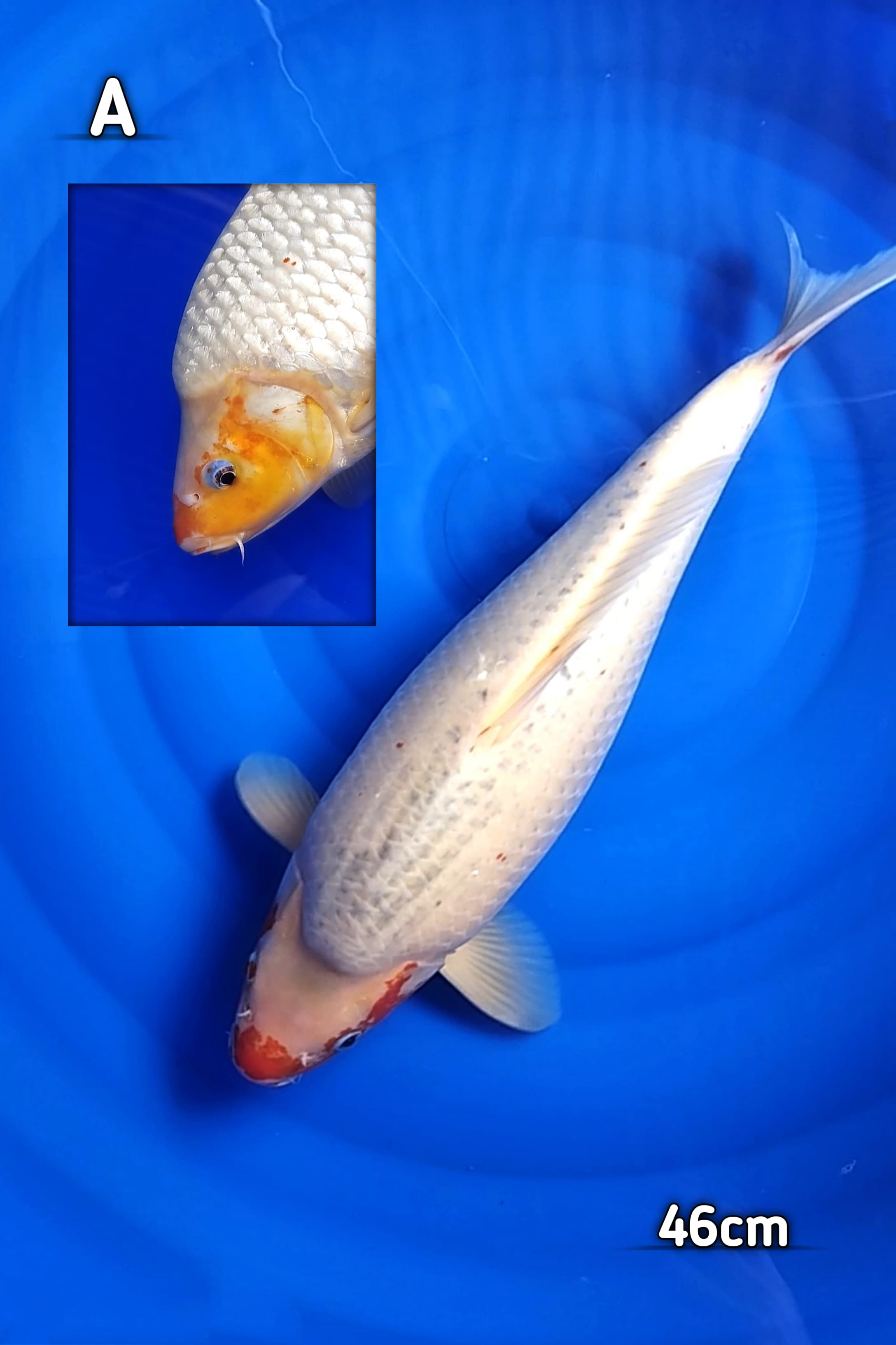 Lelang Koi Online, Jual Beli Ikan Koi, Pusat Jual Beli Koi, Info Lelang Koi Hari Ini, Platform Jual Beli Koi, Jual Beli Ikan Koi Online, Marketplace Ikan Koi, Jual Koi Terbaik, Tempat Beli Koi Berkualitas, Pasar Ikan Koi Online Terpercaya, Penjual Ikan Koi Terpercaya, Beli Koi Hias Online, Ikan Koi untuk Dijual, Koi Kualitas Terbaik, Toko Online Ikan Koi, Koi Hias Untuk Dijual, Jual Beli Ikan Koi Lokal, Koi Indonesia Online, Pusat Jual Beli Koi Terbesar