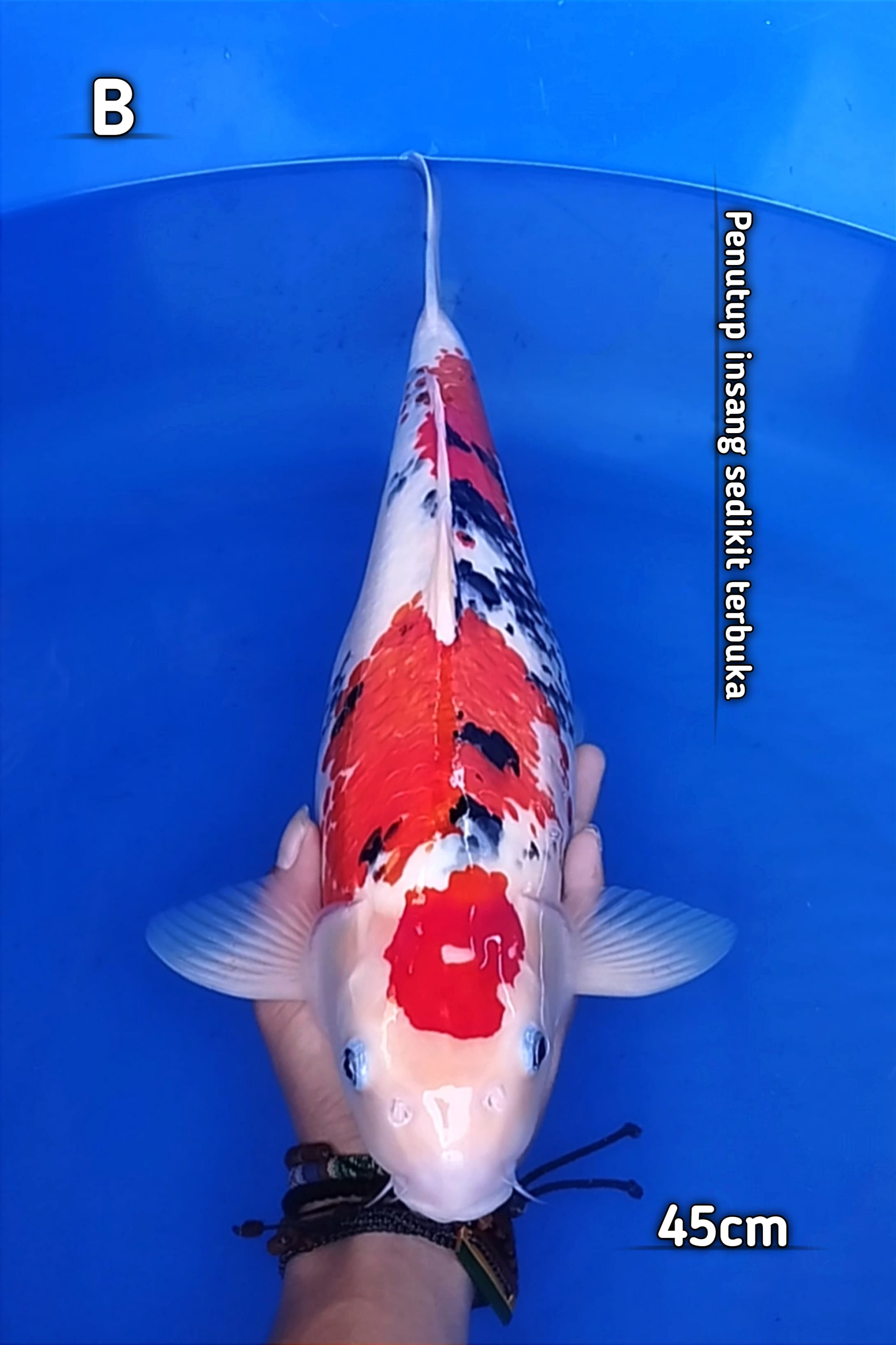 Lelang Koi Online, Jual Beli Ikan Koi, Pusat Jual Beli Koi, Info Lelang Koi Hari Ini, Platform Jual Beli Koi, Jual Beli Ikan Koi Online, Marketplace Ikan Koi, Jual Koi Terbaik, Tempat Beli Koi Berkualitas, Pasar Ikan Koi Online Terpercaya, Penjual Ikan Koi Terpercaya, Beli Koi Hias Online, Ikan Koi untuk Dijual, Koi Kualitas Terbaik, Toko Online Ikan Koi, Koi Hias Untuk Dijual, Jual Beli Ikan Koi Lokal, Koi Indonesia Online, Pusat Jual Beli Koi Terbesar