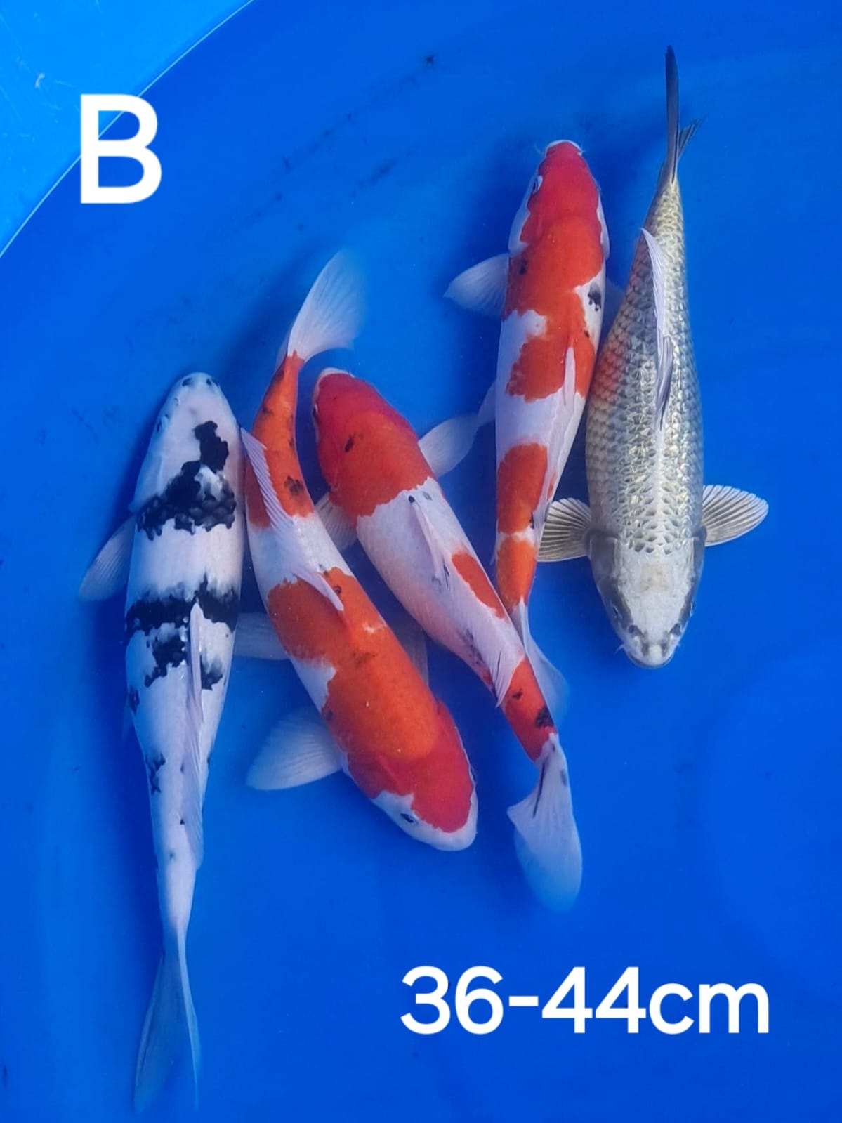 Lelang Koi Online, Jual Beli Ikan Koi, Pusat Jual Beli Koi, Info Lelang Koi Hari Ini, Platform Jual Beli Koi, Jual Beli Ikan Koi Online, Marketplace Ikan Koi, Jual Koi Terbaik, Tempat Beli Koi Berkualitas, Pasar Ikan Koi Online Terpercaya, Penjual Ikan Koi Terpercaya, Beli Koi Hias Online, Ikan Koi untuk Dijual, Koi Kualitas Terbaik, Toko Online Ikan Koi, Koi Hias Untuk Dijual, Jual Beli Ikan Koi Lokal, Koi Indonesia Online, Pusat Jual Beli Koi Terbesar