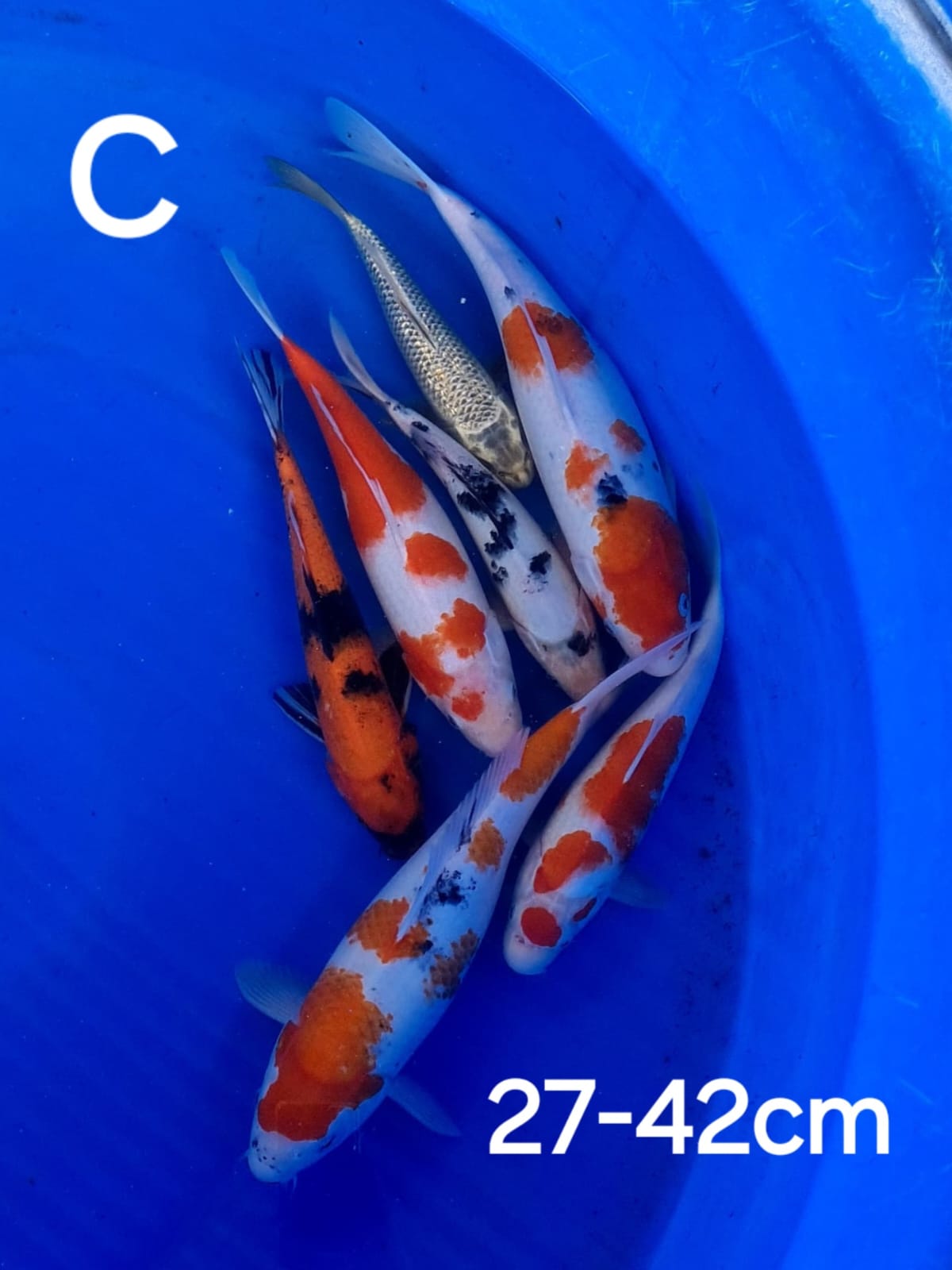 Lelang Koi Online, Jual Beli Ikan Koi, Pusat Jual Beli Koi, Info Lelang Koi Hari Ini, Platform Jual Beli Koi, Jual Beli Ikan Koi Online, Marketplace Ikan Koi, Jual Koi Terbaik, Tempat Beli Koi Berkualitas, Pasar Ikan Koi Online Terpercaya, Penjual Ikan Koi Terpercaya, Beli Koi Hias Online, Ikan Koi untuk Dijual, Koi Kualitas Terbaik, Toko Online Ikan Koi, Koi Hias Untuk Dijual, Jual Beli Ikan Koi Lokal, Koi Indonesia Online, Pusat Jual Beli Koi Terbesar