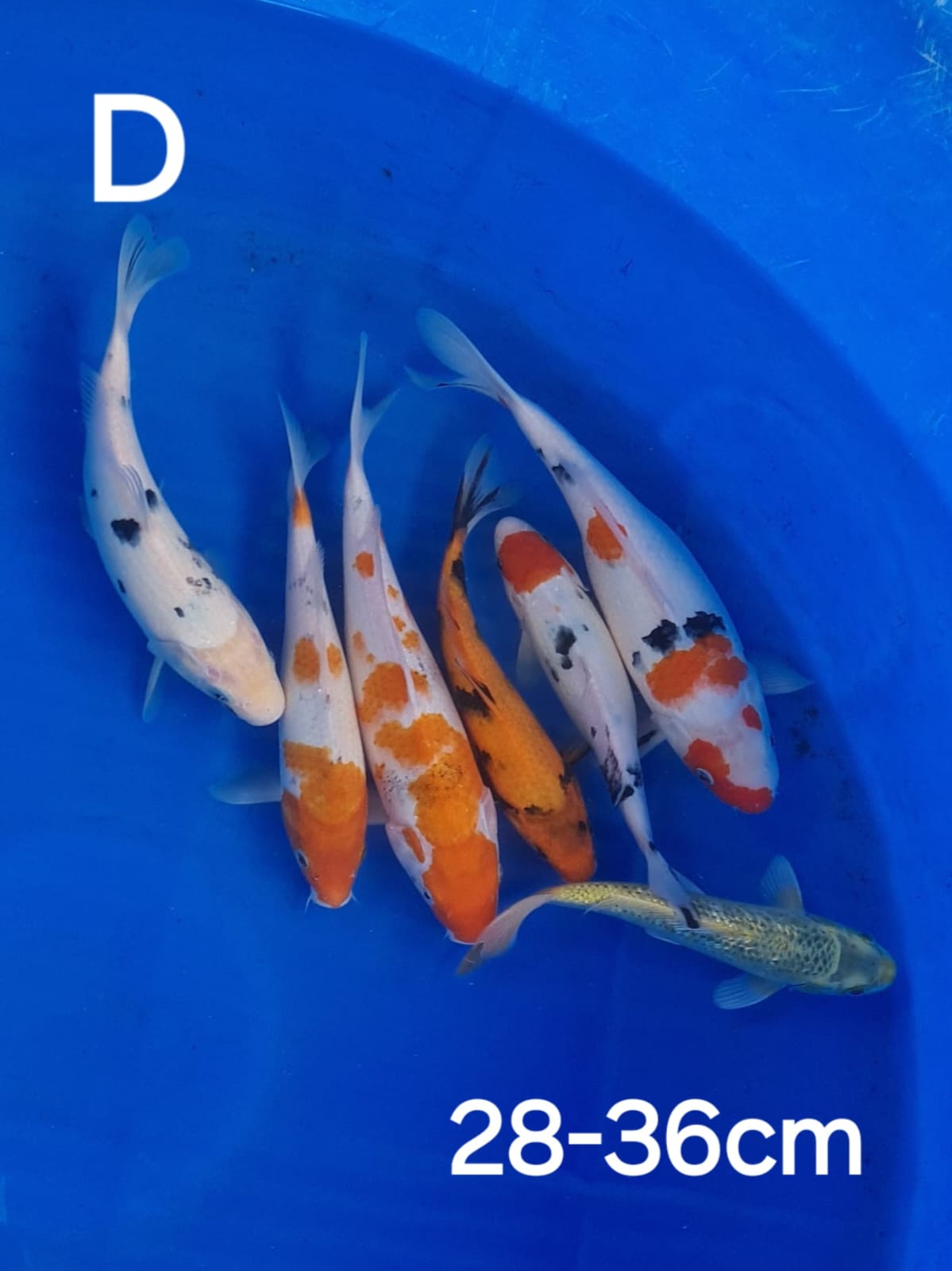 Lelang Koi Online, Jual Beli Ikan Koi, Pusat Jual Beli Koi, Info Lelang Koi Hari Ini, Platform Jual Beli Koi, Jual Beli Ikan Koi Online, Marketplace Ikan Koi, Jual Koi Terbaik, Tempat Beli Koi Berkualitas, Pasar Ikan Koi Online Terpercaya, Penjual Ikan Koi Terpercaya, Beli Koi Hias Online, Ikan Koi untuk Dijual, Koi Kualitas Terbaik, Toko Online Ikan Koi, Koi Hias Untuk Dijual, Jual Beli Ikan Koi Lokal, Koi Indonesia Online, Pusat Jual Beli Koi Terbesar