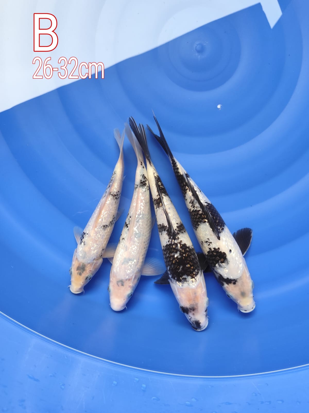 Lelang Koi Online, Jual Beli Ikan Koi, Pusat Jual Beli Koi, Info Lelang Koi Hari Ini, Platform Jual Beli Koi, Jual Beli Ikan Koi Online, Marketplace Ikan Koi, Jual Koi Terbaik, Tempat Beli Koi Berkualitas, Pasar Ikan Koi Online Terpercaya, Penjual Ikan Koi Terpercaya, Beli Koi Hias Online, Ikan Koi untuk Dijual, Koi Kualitas Terbaik, Toko Online Ikan Koi, Koi Hias Untuk Dijual, Jual Beli Ikan Koi Lokal, Koi Indonesia Online, Pusat Jual Beli Koi Terbesar