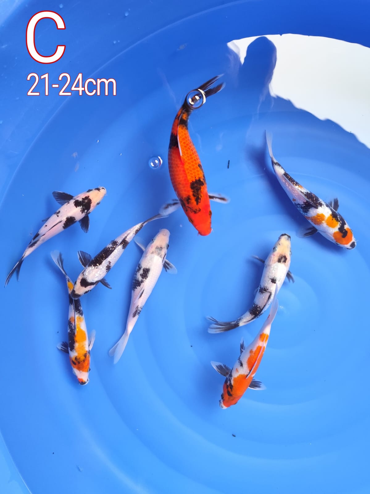 Lelang Koi Online, Jual Beli Ikan Koi, Pusat Jual Beli Koi, Info Lelang Koi Hari Ini, Platform Jual Beli Koi, Jual Beli Ikan Koi Online, Marketplace Ikan Koi, Jual Koi Terbaik, Tempat Beli Koi Berkualitas, Pasar Ikan Koi Online Terpercaya, Penjual Ikan Koi Terpercaya, Beli Koi Hias Online, Ikan Koi untuk Dijual, Koi Kualitas Terbaik, Toko Online Ikan Koi, Koi Hias Untuk Dijual, Jual Beli Ikan Koi Lokal, Koi Indonesia Online, Pusat Jual Beli Koi Terbesar