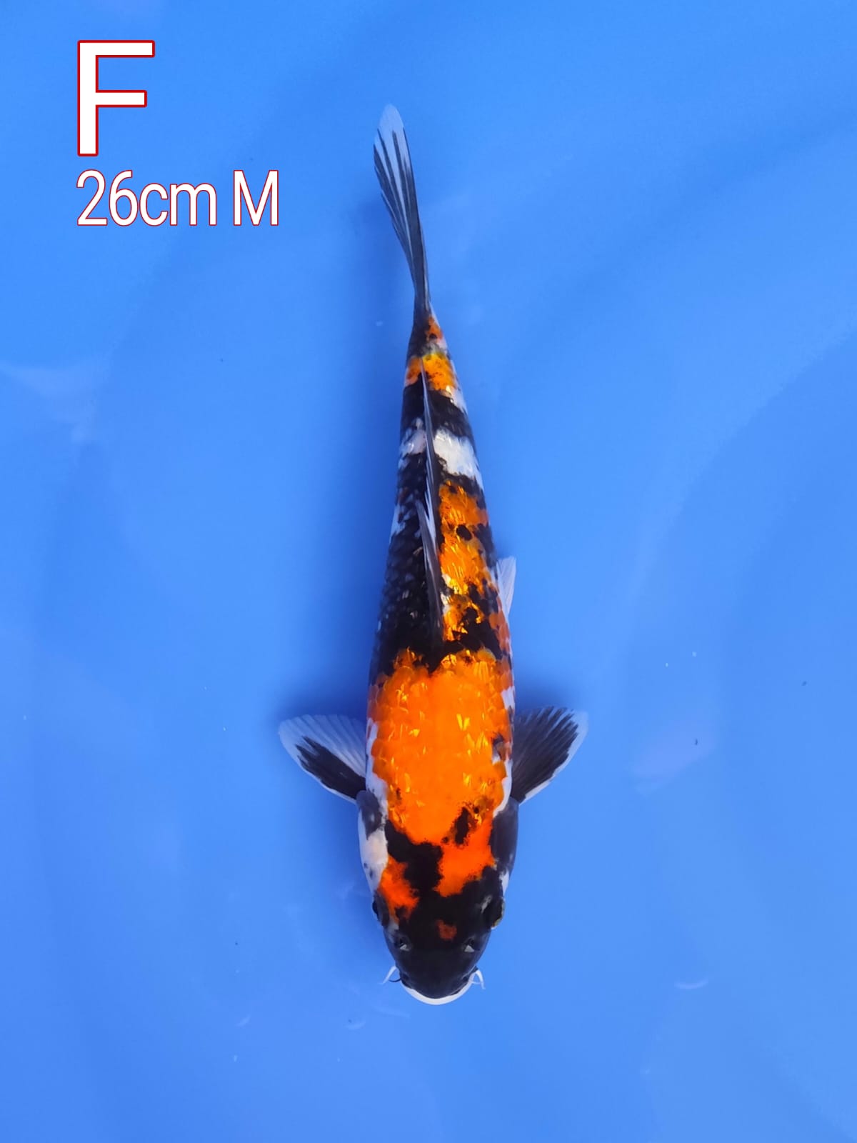 Lelang Koi Online, Jual Beli Ikan Koi, Pusat Jual Beli Koi, Info Lelang Koi Hari Ini, Platform Jual Beli Koi, Jual Beli Ikan Koi Online, Marketplace Ikan Koi, Jual Koi Terbaik, Tempat Beli Koi Berkualitas, Pasar Ikan Koi Online Terpercaya, Penjual Ikan Koi Terpercaya, Beli Koi Hias Online, Ikan Koi untuk Dijual, Koi Kualitas Terbaik, Toko Online Ikan Koi, Koi Hias Untuk Dijual, Jual Beli Ikan Koi Lokal, Koi Indonesia Online, Pusat Jual Beli Koi Terbesar