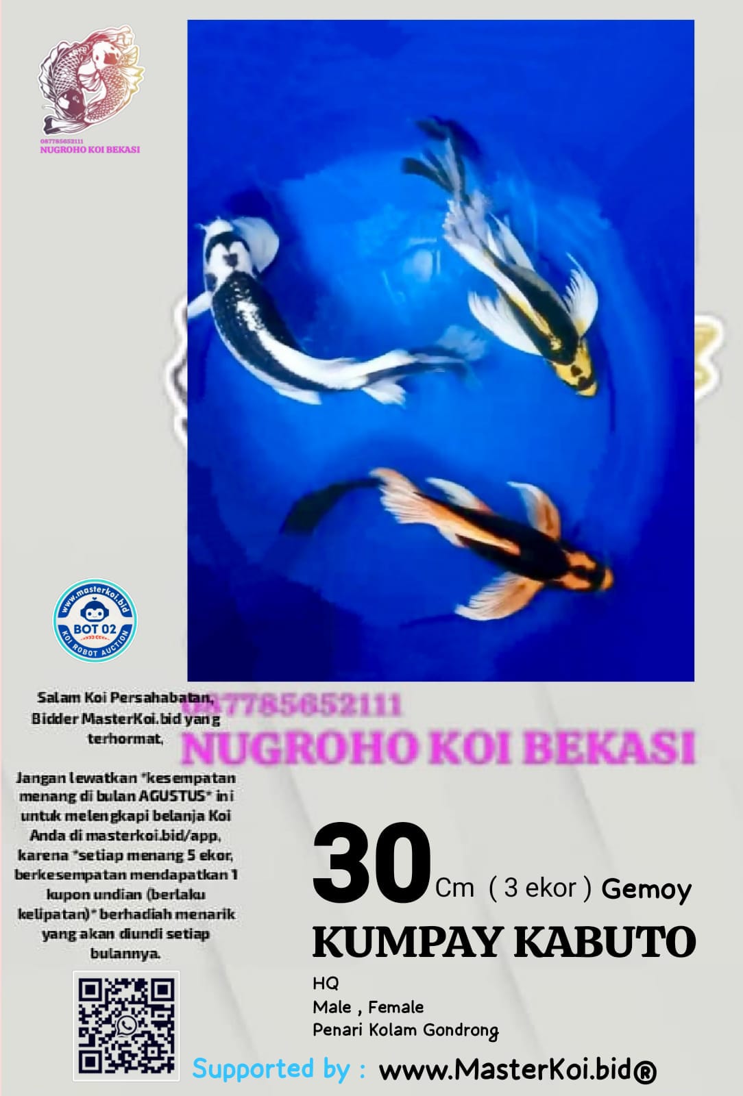 Lelang Koi Online, Jual Beli Ikan Koi, Pusat Jual Beli Koi, Info Lelang Koi Hari Ini, Platform Jual Beli Koi, Jual Beli Ikan Koi Online, Marketplace Ikan Koi, Jual Koi Terbaik, Tempat Beli Koi Berkualitas, Pasar Ikan Koi Online Terpercaya, Penjual Ikan Koi Terpercaya, Beli Koi Hias Online, Ikan Koi untuk Dijual, Koi Kualitas Terbaik, Toko Online Ikan Koi, Koi Hias Untuk Dijual, Jual Beli Ikan Koi Lokal, Koi Indonesia Online, Pusat Jual Beli Koi Terbesar