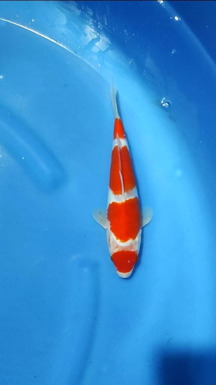 Lelang Koi Online, Jual Beli Ikan Koi, Pusat Jual Beli Koi, Info Lelang Koi Hari Ini, Platform Jual Beli Koi, Jual Beli Ikan Koi Online, Marketplace Ikan Koi, Jual Koi Terbaik, Tempat Beli Koi Berkualitas, Pasar Ikan Koi Online Terpercaya, Penjual Ikan Koi Terpercaya, Beli Koi Hias Online, Ikan Koi untuk Dijual, Koi Kualitas Terbaik, Toko Online Ikan Koi, Koi Hias Untuk Dijual, Jual Beli Ikan Koi Lokal, Koi Indonesia Online, Pusat Jual Beli Koi Terbesar