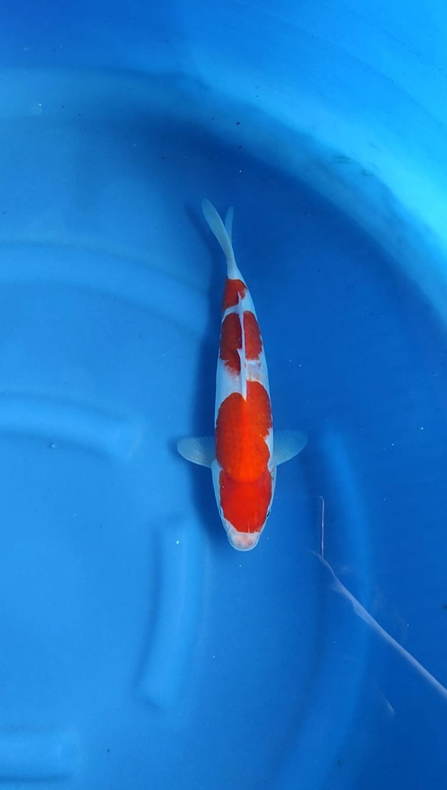 Lelang Koi Online, Jual Beli Ikan Koi, Pusat Jual Beli Koi, Info Lelang Koi Hari Ini, Platform Jual Beli Koi, Jual Beli Ikan Koi Online, Marketplace Ikan Koi, Jual Koi Terbaik, Tempat Beli Koi Berkualitas, Pasar Ikan Koi Online Terpercaya, Penjual Ikan Koi Terpercaya, Beli Koi Hias Online, Ikan Koi untuk Dijual, Koi Kualitas Terbaik, Toko Online Ikan Koi, Koi Hias Untuk Dijual, Jual Beli Ikan Koi Lokal, Koi Indonesia Online, Pusat Jual Beli Koi Terbesar