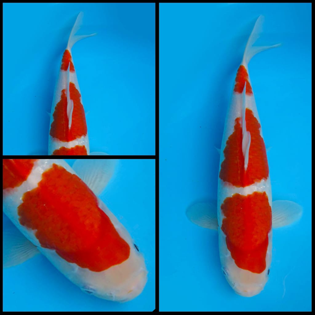 Lelang Koi Online, Jual Beli Ikan Koi, Pusat Jual Beli Koi, Info Lelang Koi Hari Ini, Platform Jual Beli Koi, Jual Beli Ikan Koi Online, Marketplace Ikan Koi, Jual Koi Terbaik, Tempat Beli Koi Berkualitas, Pasar Ikan Koi Online Terpercaya, Penjual Ikan Koi Terpercaya, Beli Koi Hias Online, Ikan Koi untuk Dijual, Koi Kualitas Terbaik, Toko Online Ikan Koi, Koi Hias Untuk Dijual, Jual Beli Ikan Koi Lokal, Koi Indonesia Online, Pusat Jual Beli Koi Terbesar