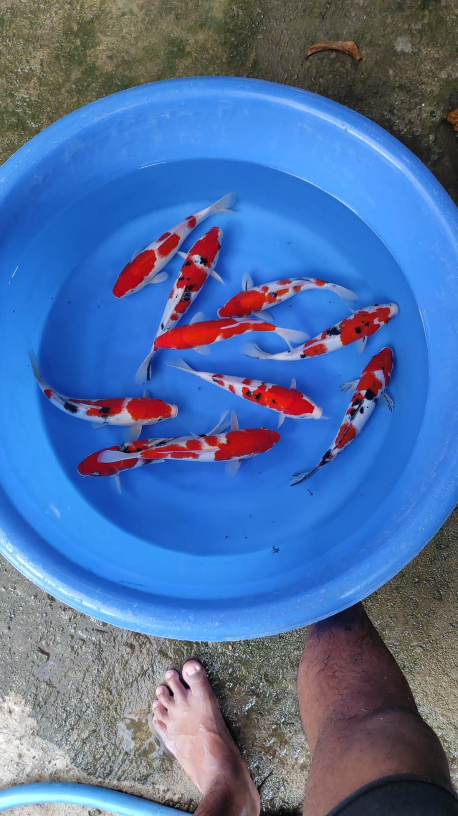 Lelang Koi Online, Jual Beli Ikan Koi, Pusat Jual Beli Koi, Info Lelang Koi Hari Ini, Platform Jual Beli Koi, Jual Beli Ikan Koi Online, Marketplace Ikan Koi, Jual Koi Terbaik, Tempat Beli Koi Berkualitas, Pasar Ikan Koi Online Terpercaya, Penjual Ikan Koi Terpercaya, Beli Koi Hias Online, Ikan Koi untuk Dijual, Koi Kualitas Terbaik, Toko Online Ikan Koi, Koi Hias Untuk Dijual, Jual Beli Ikan Koi Lokal, Koi Indonesia Online, Pusat Jual Beli Koi Terbesar