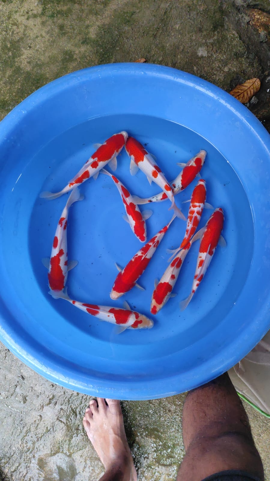 Lelang Koi Online, Jual Beli Ikan Koi, Pusat Jual Beli Koi, Info Lelang Koi Hari Ini, Platform Jual Beli Koi, Jual Beli Ikan Koi Online, Marketplace Ikan Koi, Jual Koi Terbaik, Tempat Beli Koi Berkualitas, Pasar Ikan Koi Online Terpercaya, Penjual Ikan Koi Terpercaya, Beli Koi Hias Online, Ikan Koi untuk Dijual, Koi Kualitas Terbaik, Toko Online Ikan Koi, Koi Hias Untuk Dijual, Jual Beli Ikan Koi Lokal, Koi Indonesia Online, Pusat Jual Beli Koi Terbesar